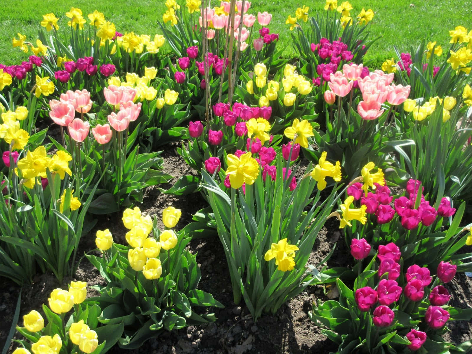 Vibrant Blooming Flowers, spring garden, yellow pink and magenta tulips, HD Desktop Wallpaper