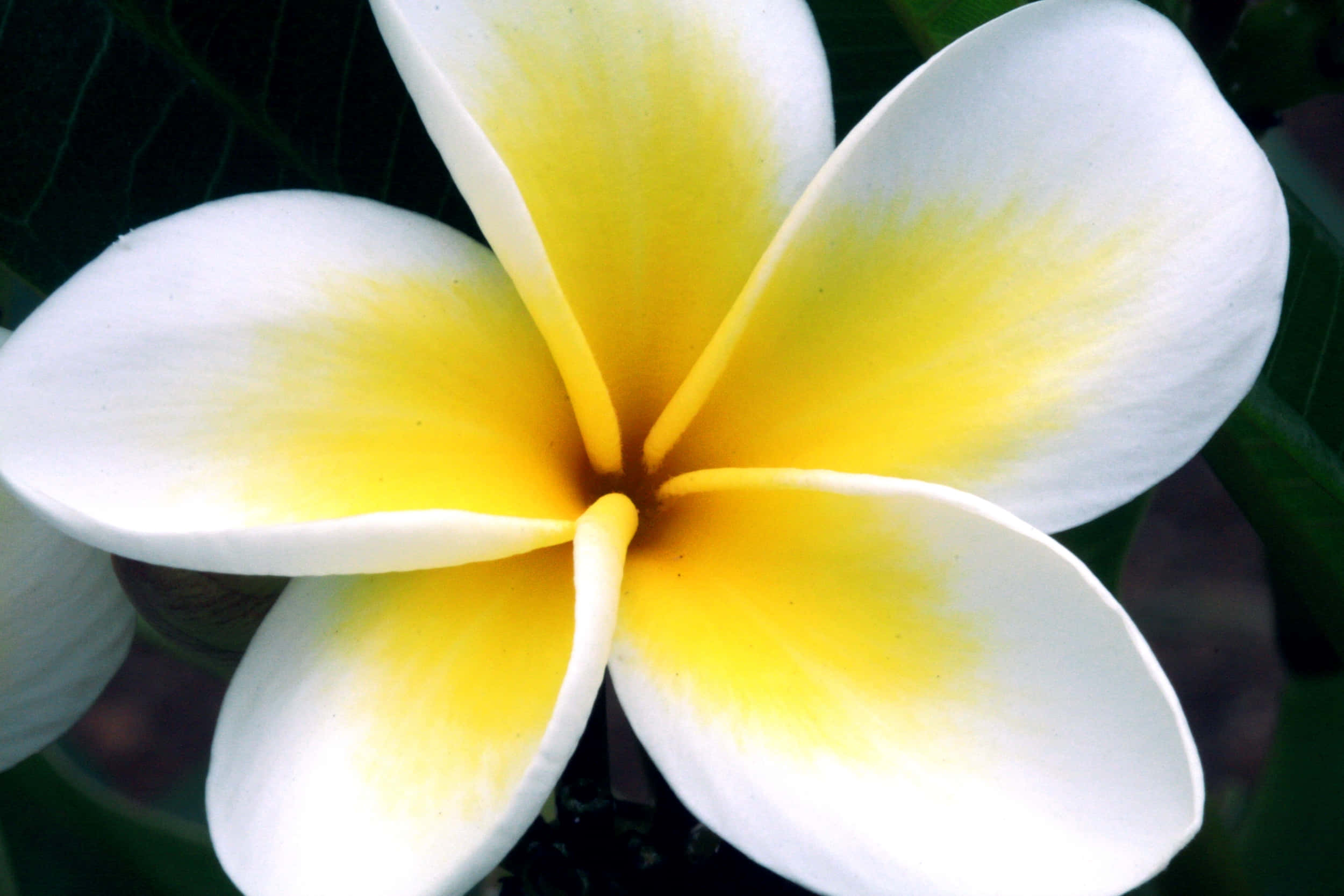 frangipani flower, white petals, yellow center, Full HD Desktop Wallpaper
