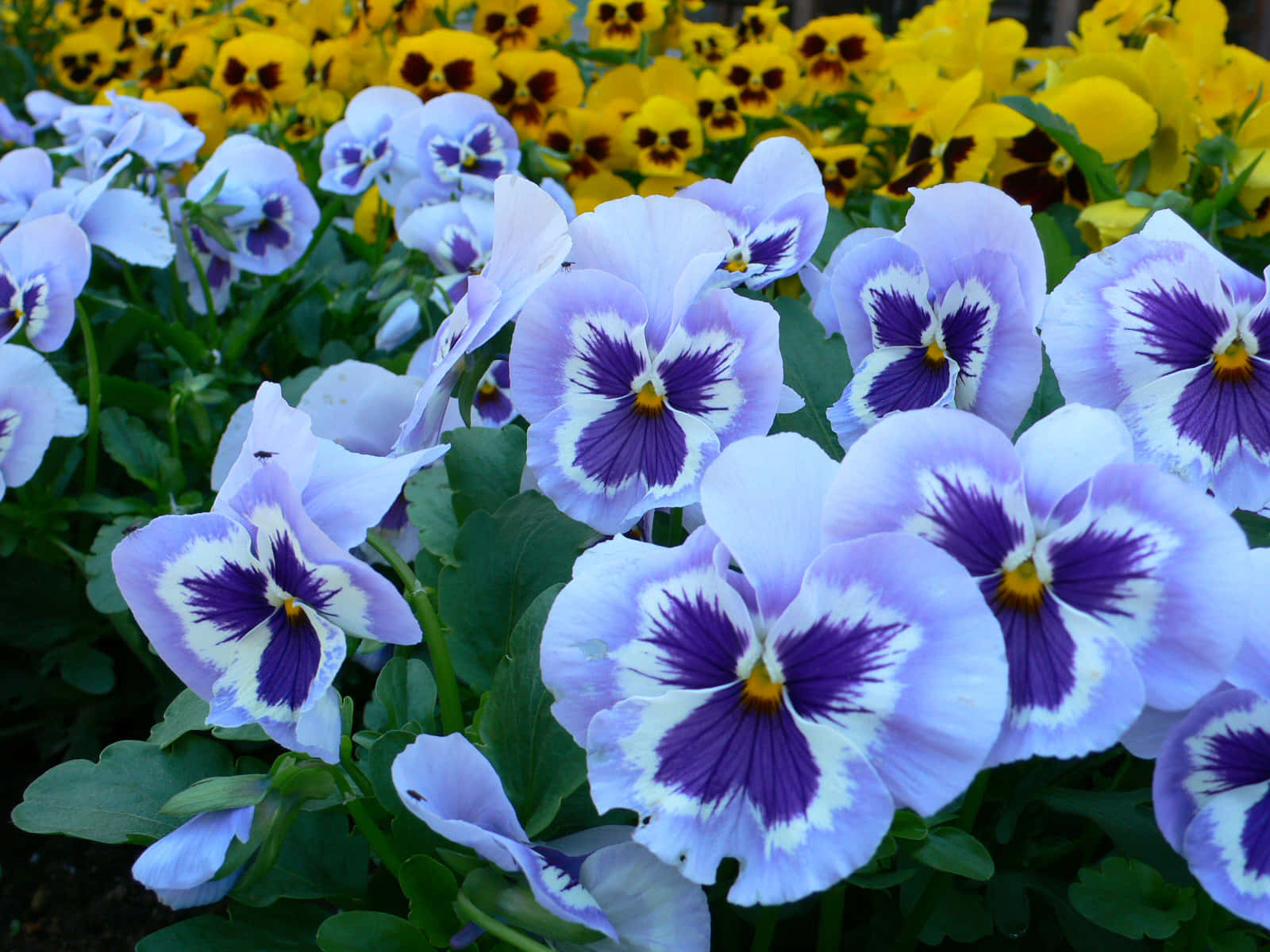 blooming flowers, purple pansies, yellow pansies, HD Desktop Wallpaper