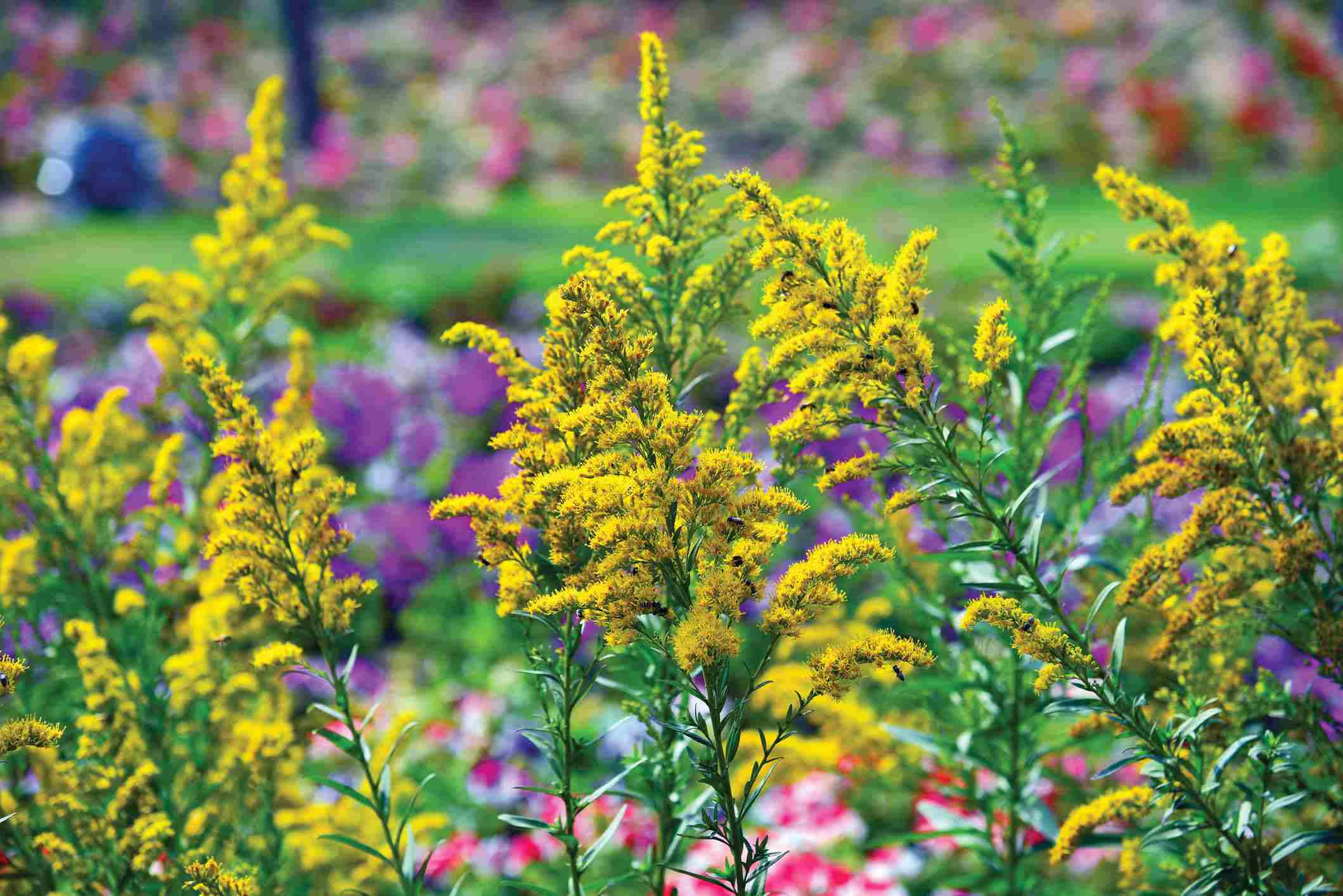 Blooming Flowers, yellow goldenrod flowers, purple blooms, Full HD Desktop Wallpaper