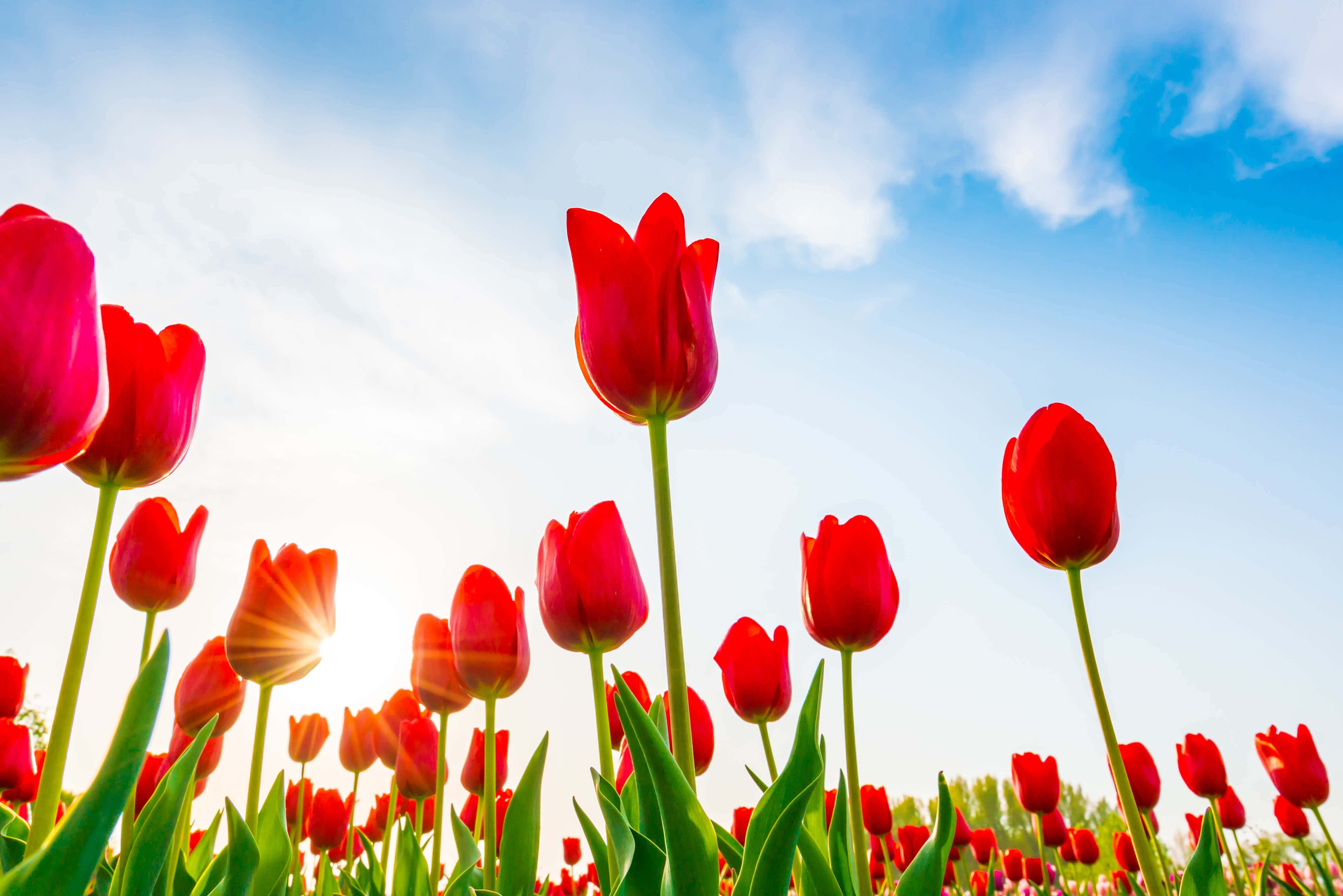 Vibrant red tulips, bright blue sky, soft clouds, 5K Desktop Wallpaper