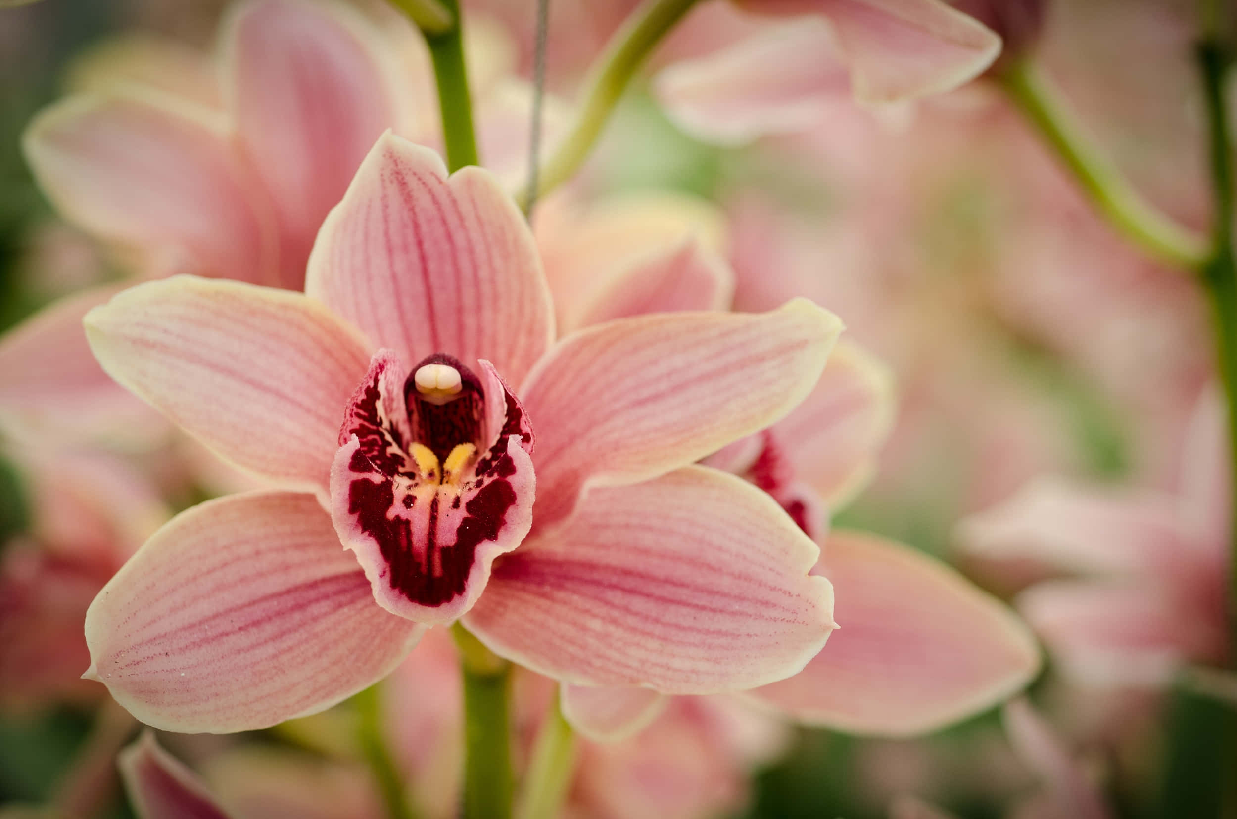 blooming flowers, pink orchid, dark maroon center, Full HD Desktop Wallpaper