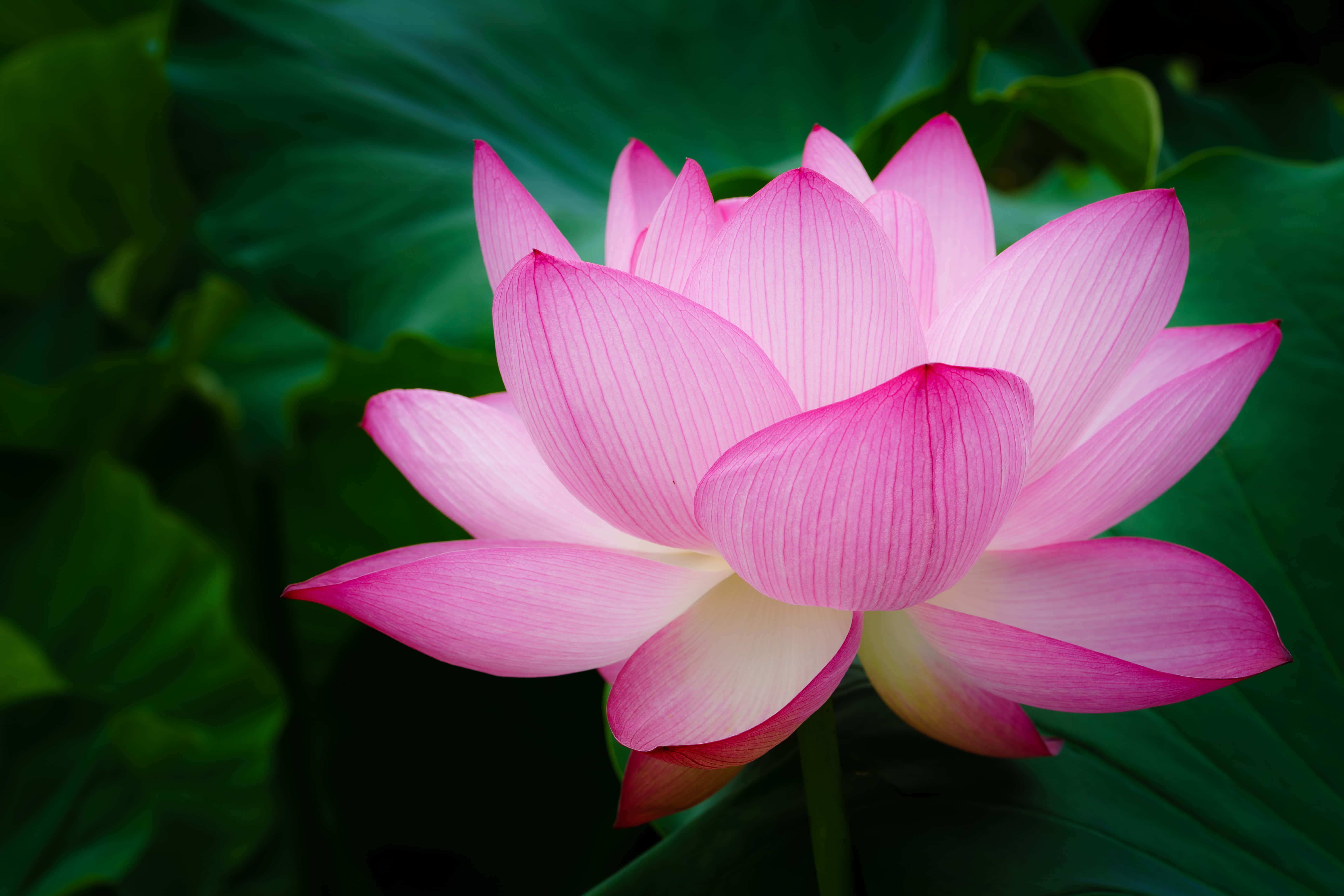 Blooming Flowers, pink lotus flower, lush green leaves, 5K Desktop Wallpaper