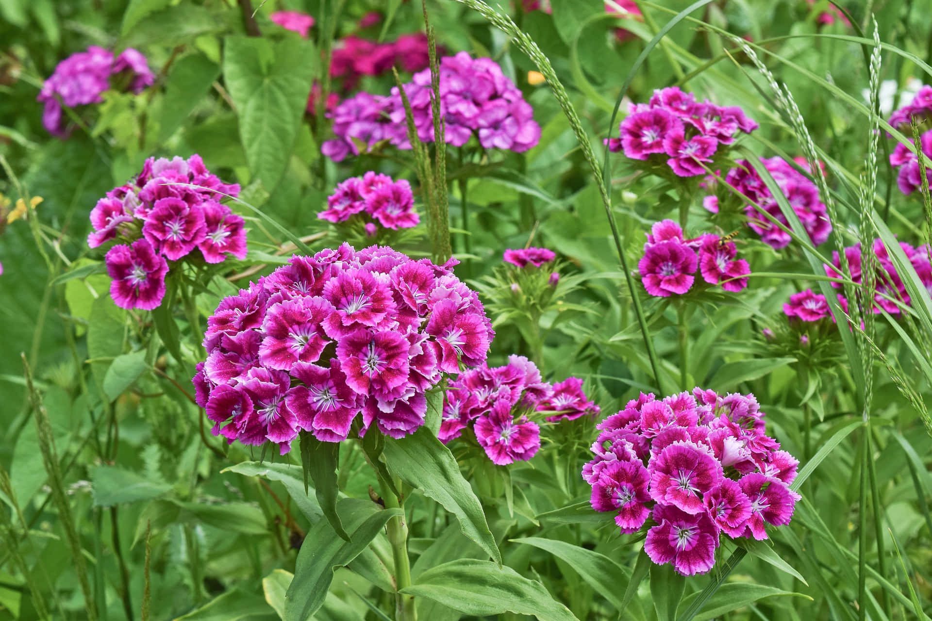 blooming flowers, magenta phlox, lush green foliage, Full HD Desktop Wallpaper