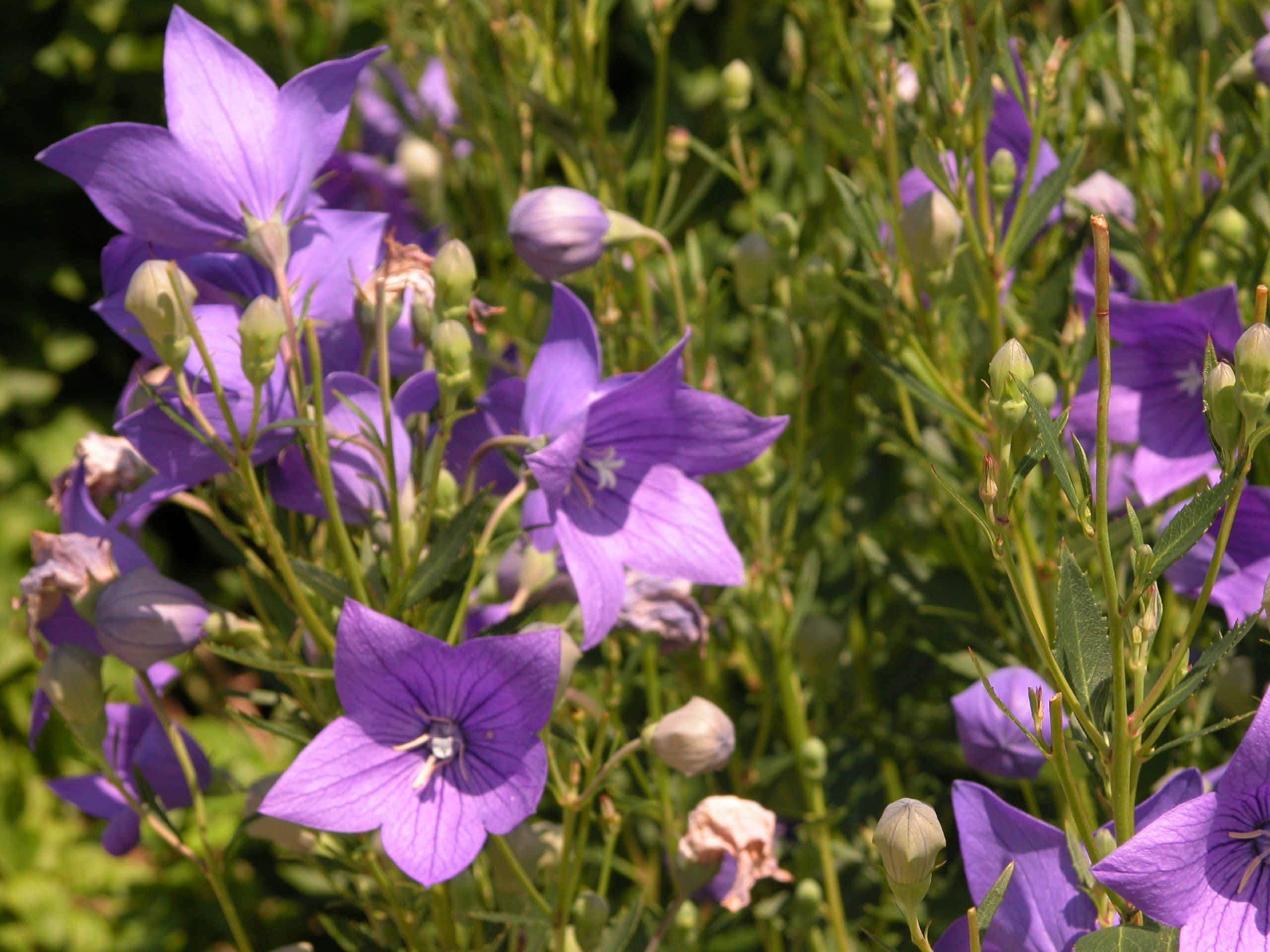 Blooming Flowers, vibrant purple balloon flowers, lush green foliage, 2K Desktop Wallpaper