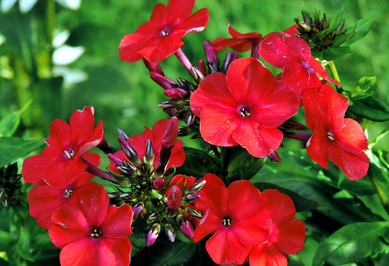 blooming flowers, red phlox, blue sky, HD Desktop Wallpaper