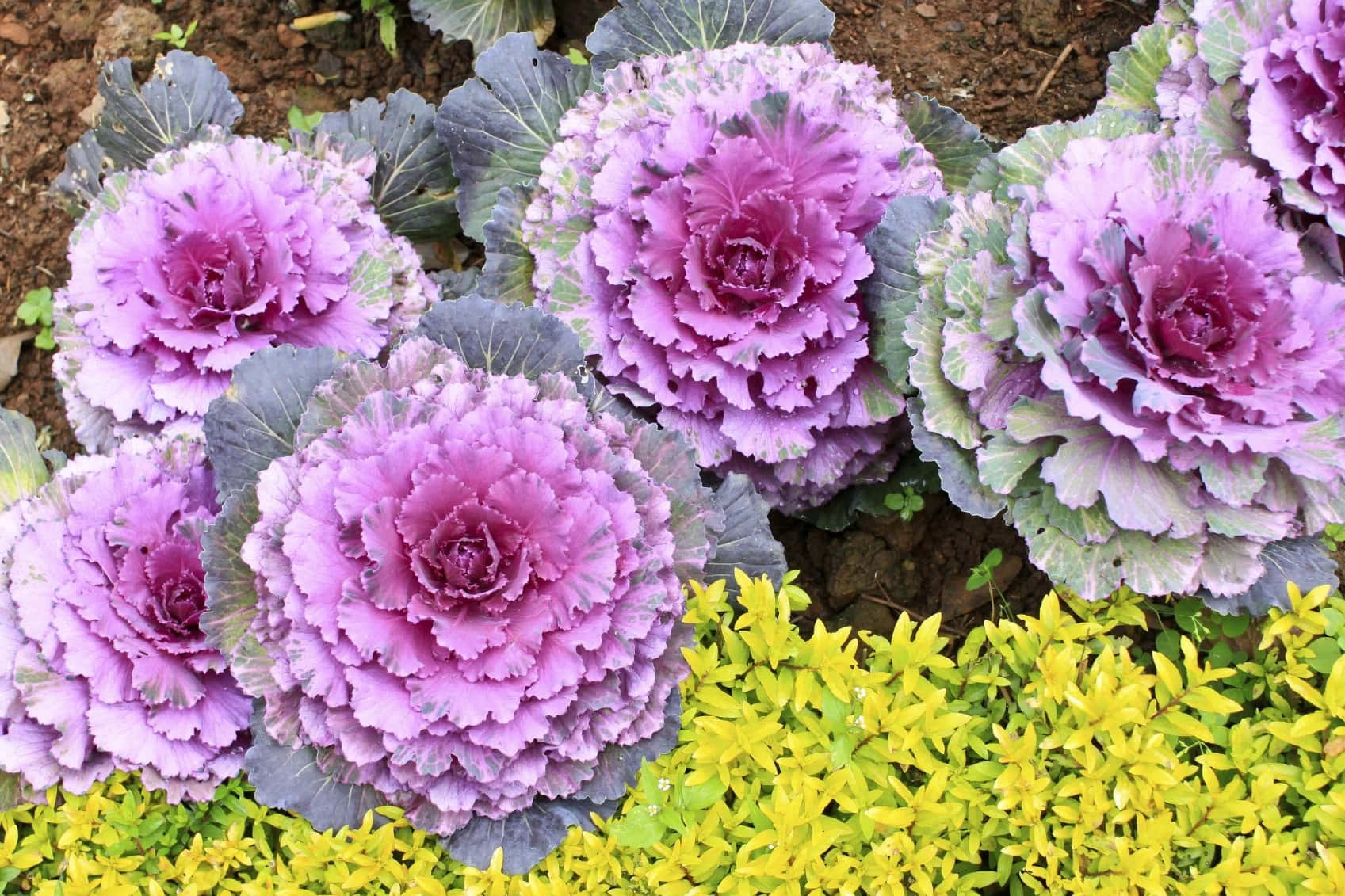 Blooming Flowers, vibrant purple ornamental cabbages, ruffled leaves, HD Desktop Wallpaper