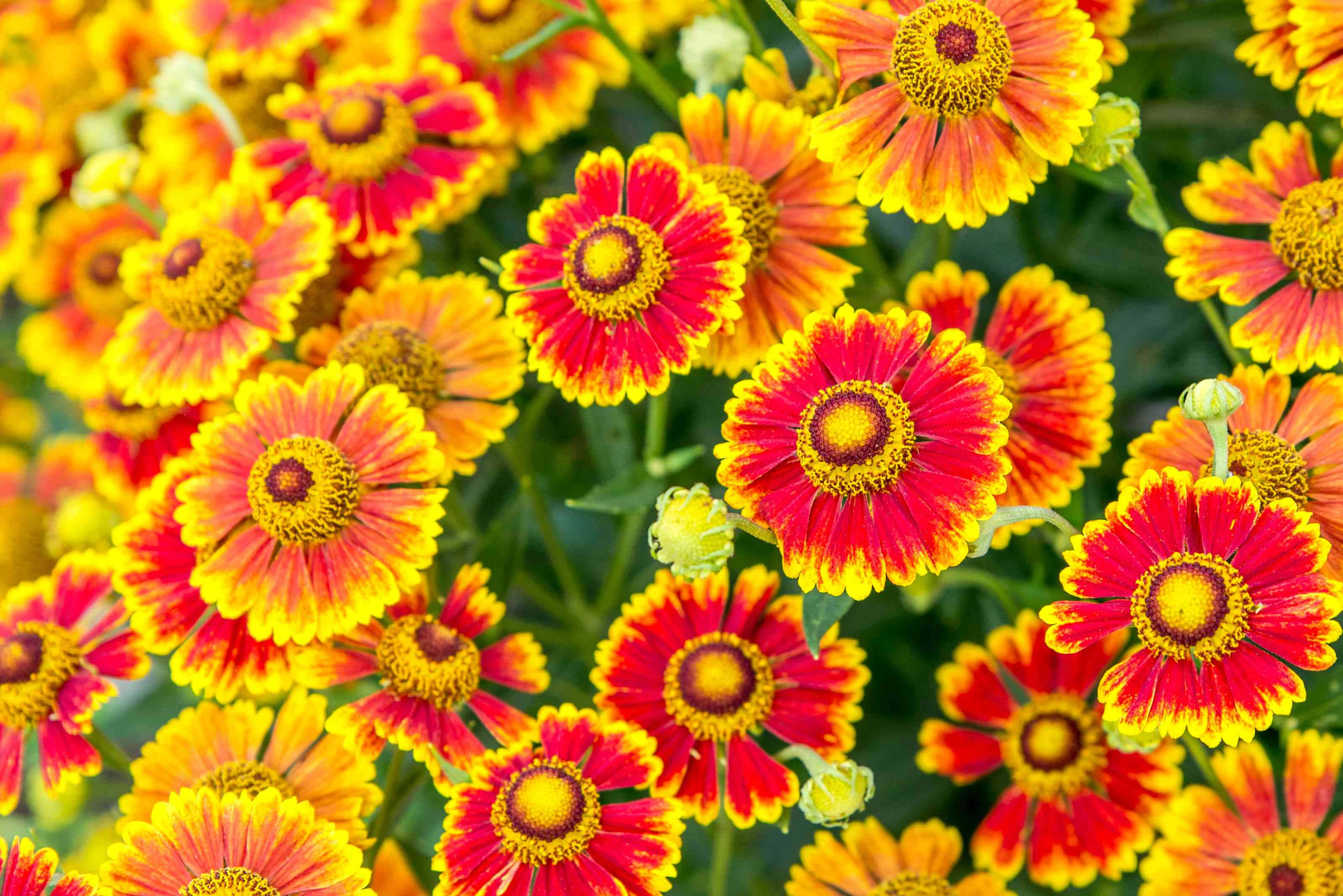 Blooming Flowers, red, yellow, 2K Desktop Wallpaper