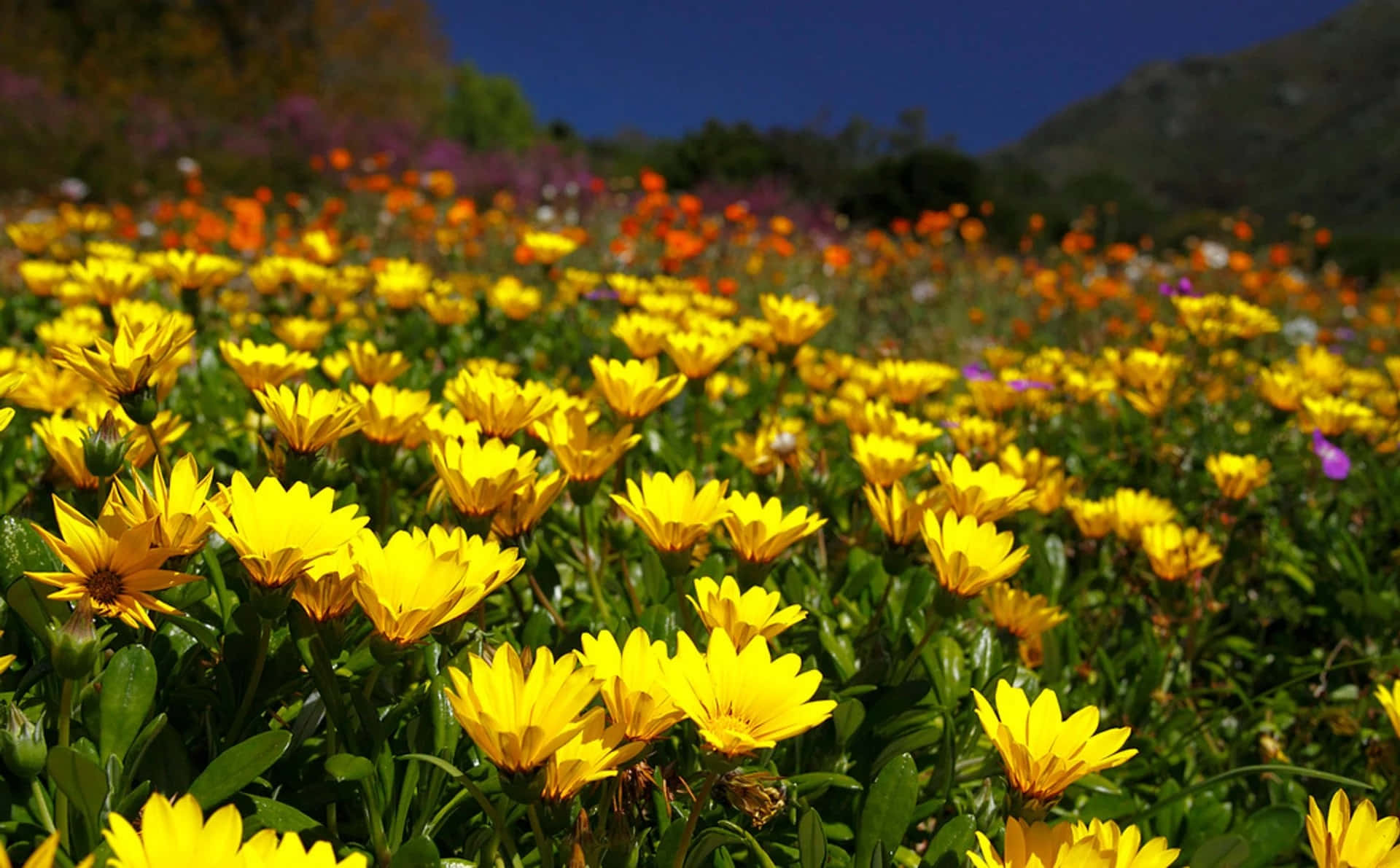 Blooming Flowers, vibrant yellow daisies, sunlit meadow, Full HD Desktop Wallpaper