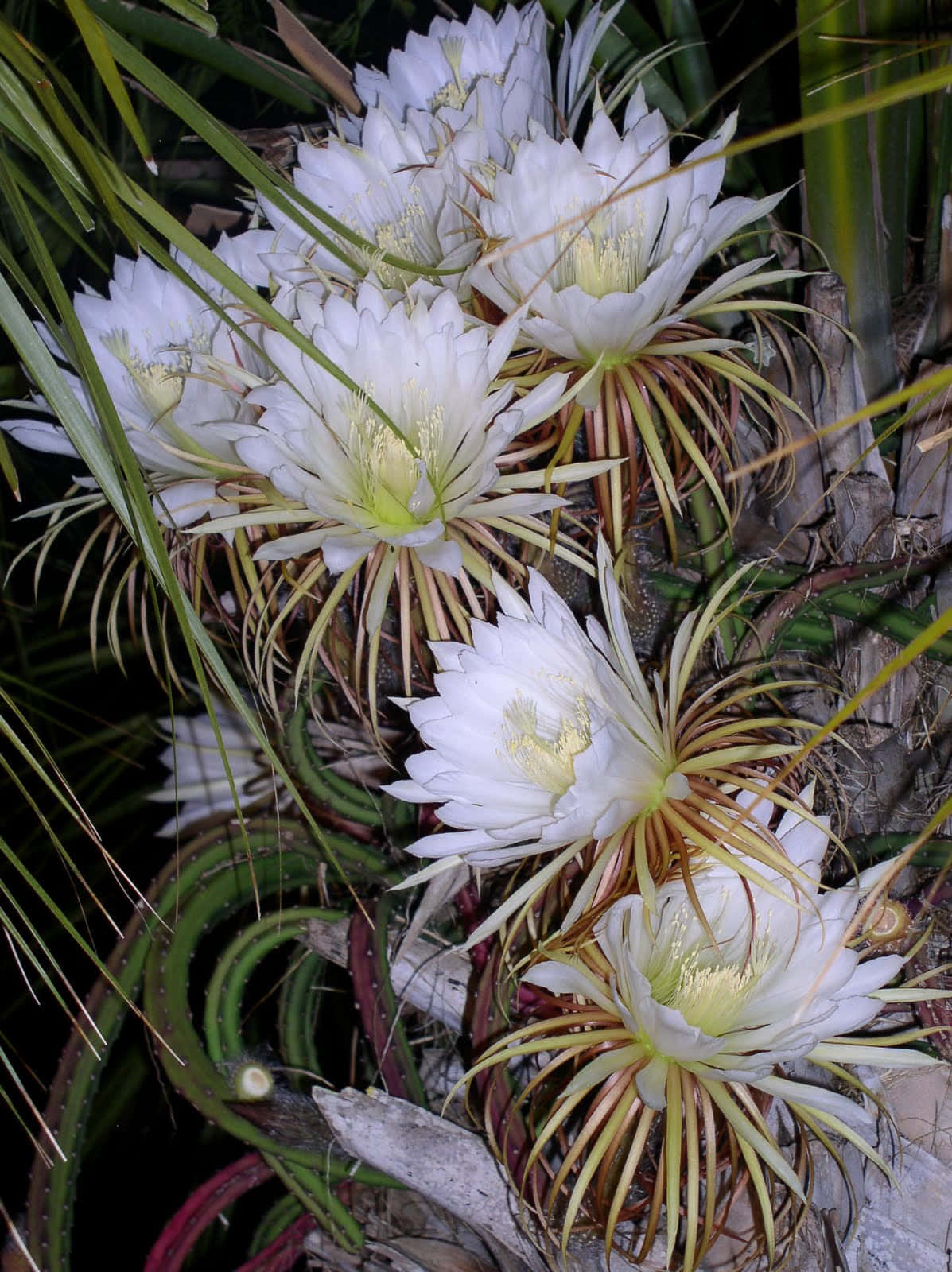 blooming flowers, white night-blooming cereus cactus, delicate yellow centers, HD Phone Wallpaper