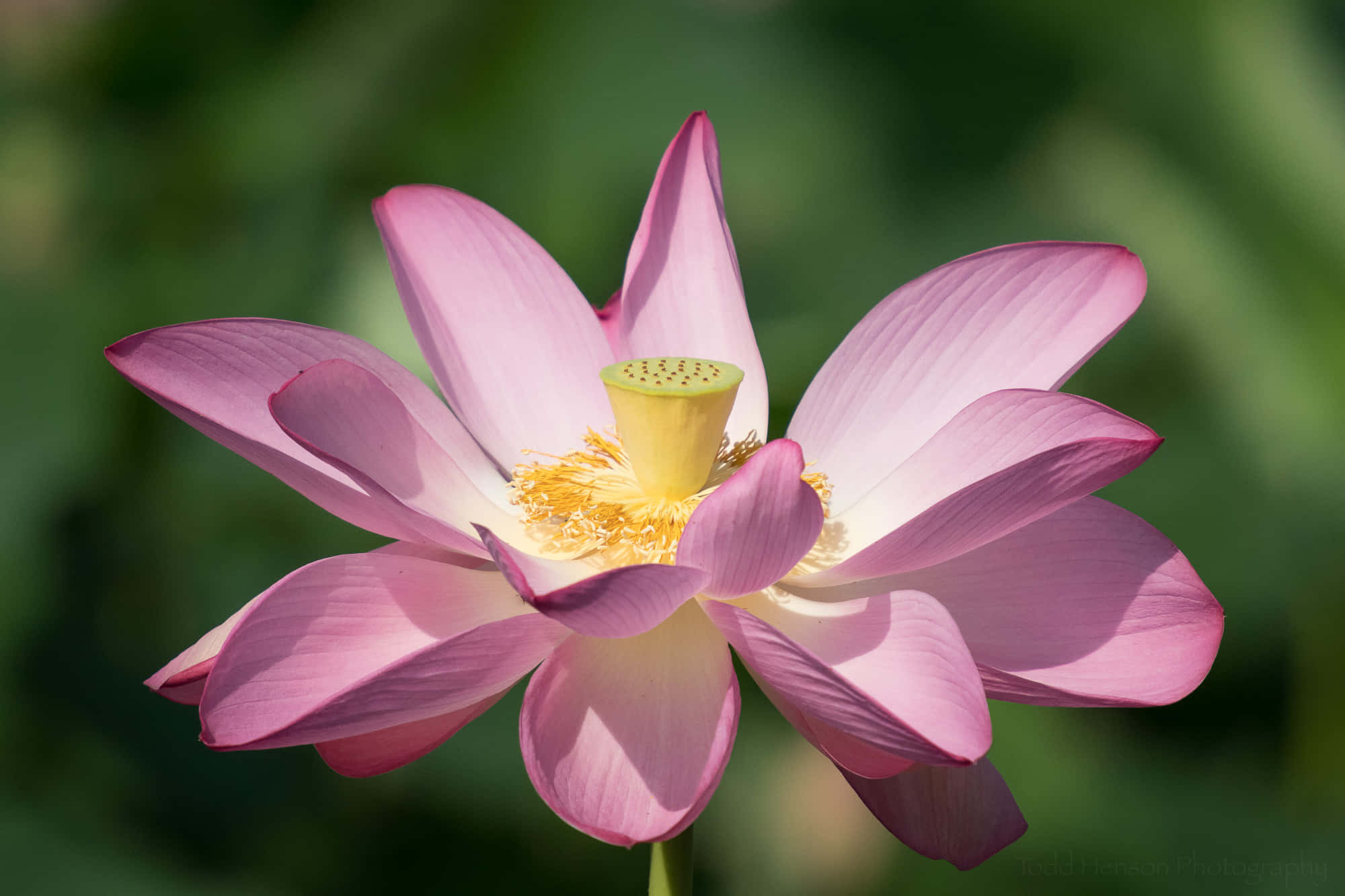 Blooming Flowers, pink lotus flower, soft petals, Full HD Desktop Wallpaper