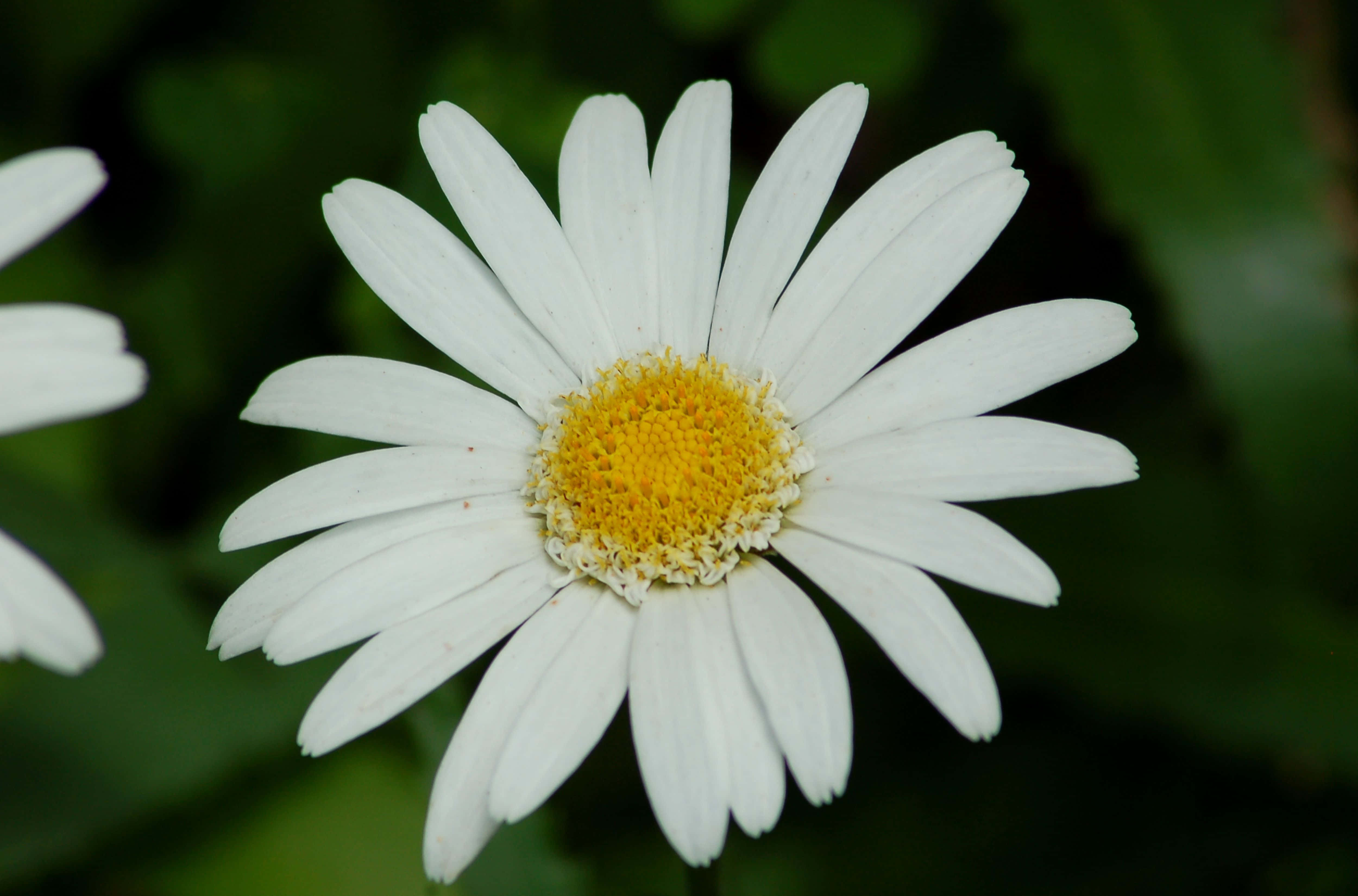 Blooming Flowers, white daisy, vibrant yellow center, 4K Desktop Wallpaper