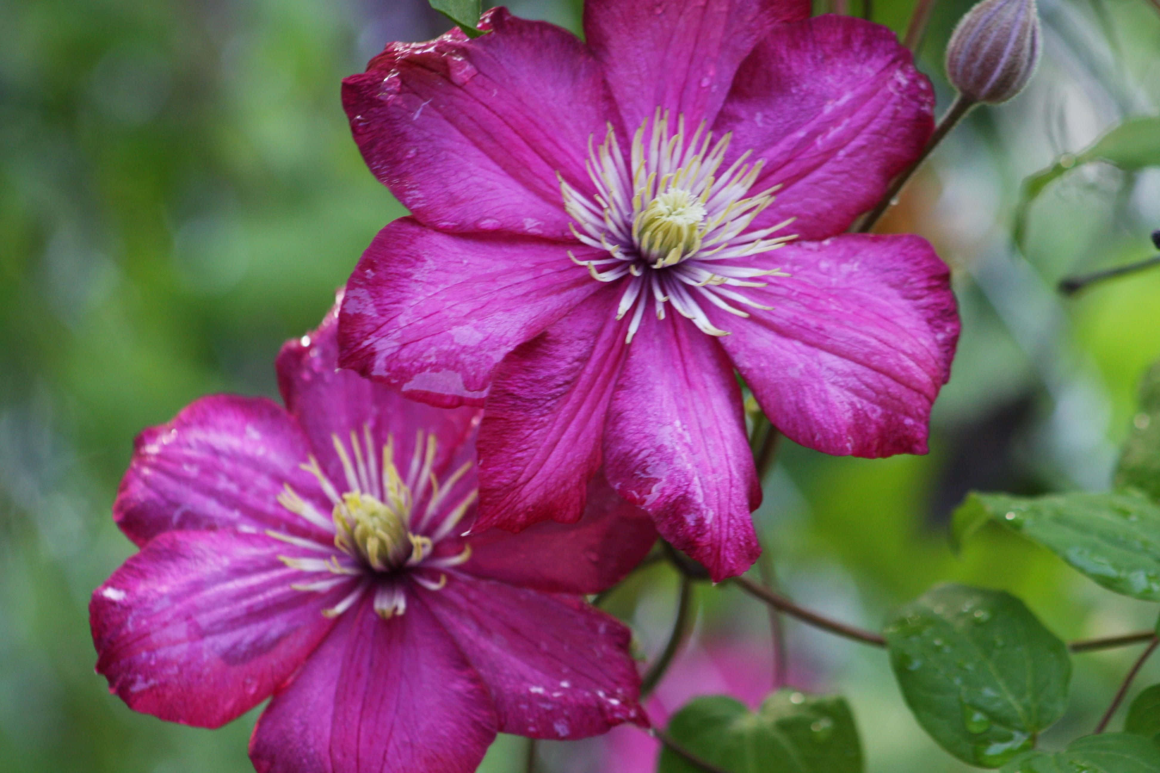 Blooming Flowers, magenta clematis flowers, dew, 4K Desktop Wallpaper