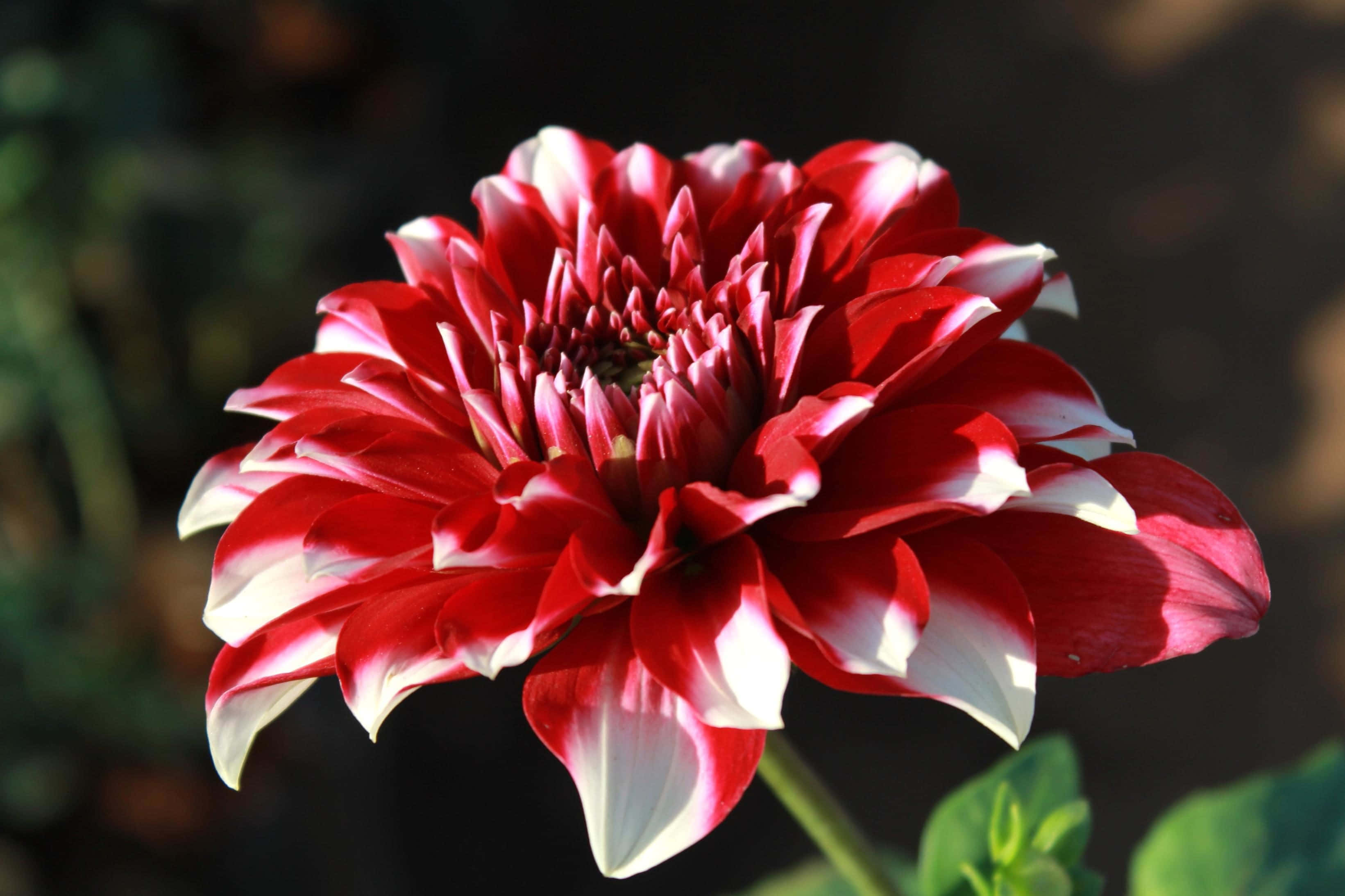Blooming Flowers, dahlia, red, 2K Desktop Wallpaper