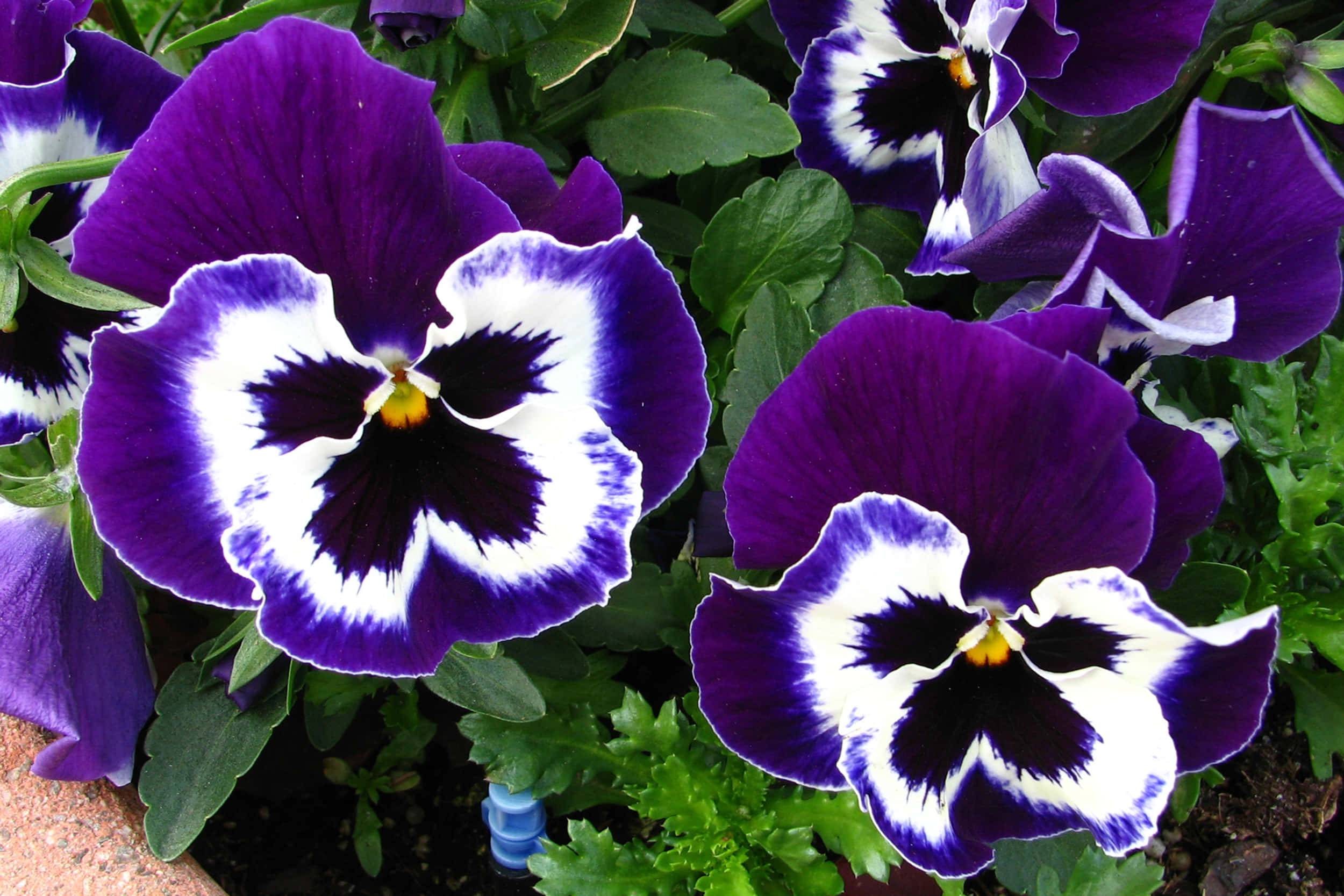 Blooming Flowers, purple, white, Full HD Desktop Wallpaper