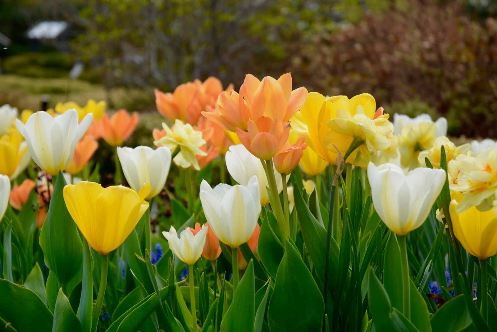 Vibrant Blooming Flowers, yellow orange and white tulips, soft spring sunlight, HD Desktop Wallpaper