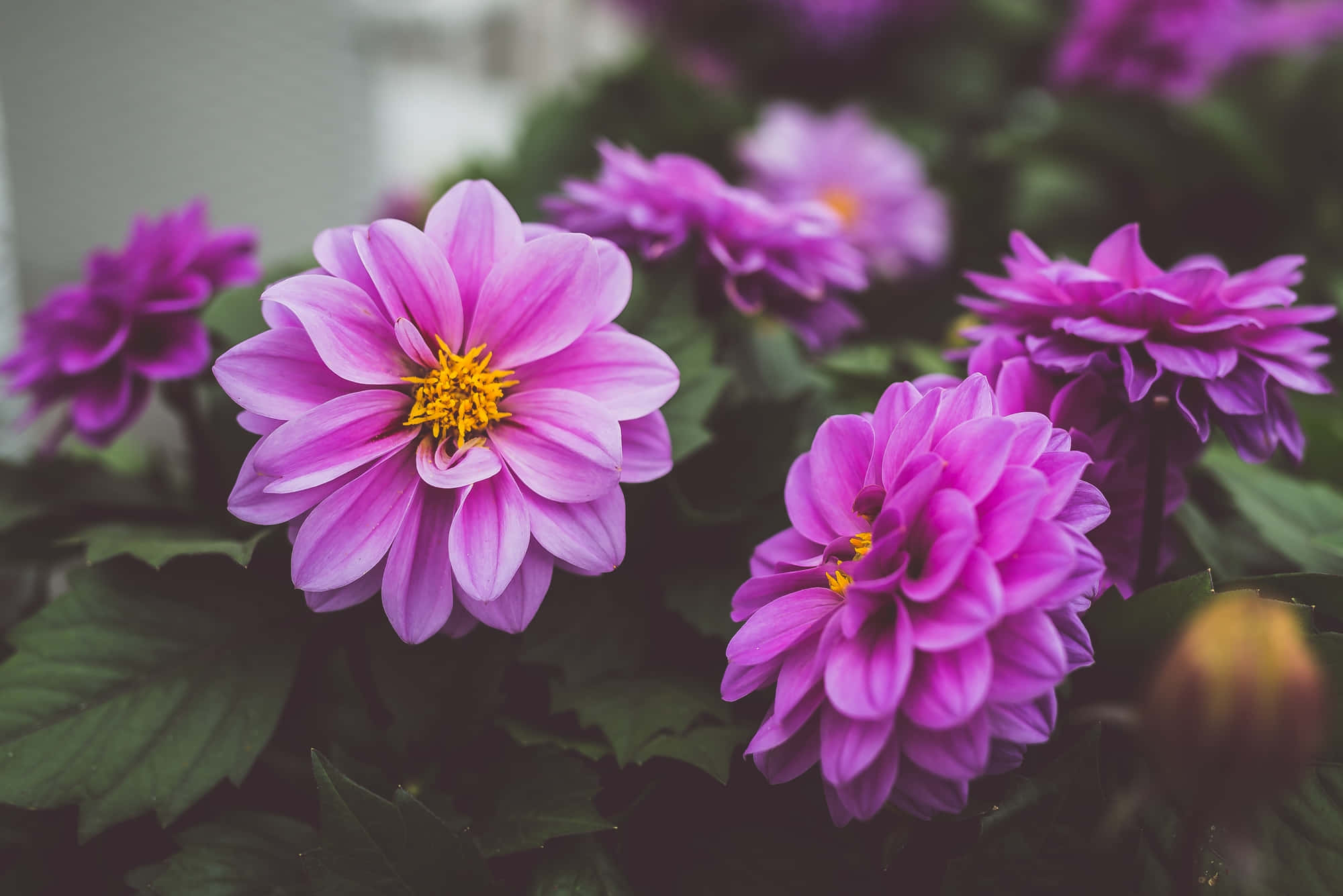 Blooming Flowers, vibrant purple dahlia flowers, yellow centers, Full HD Desktop Wallpaper