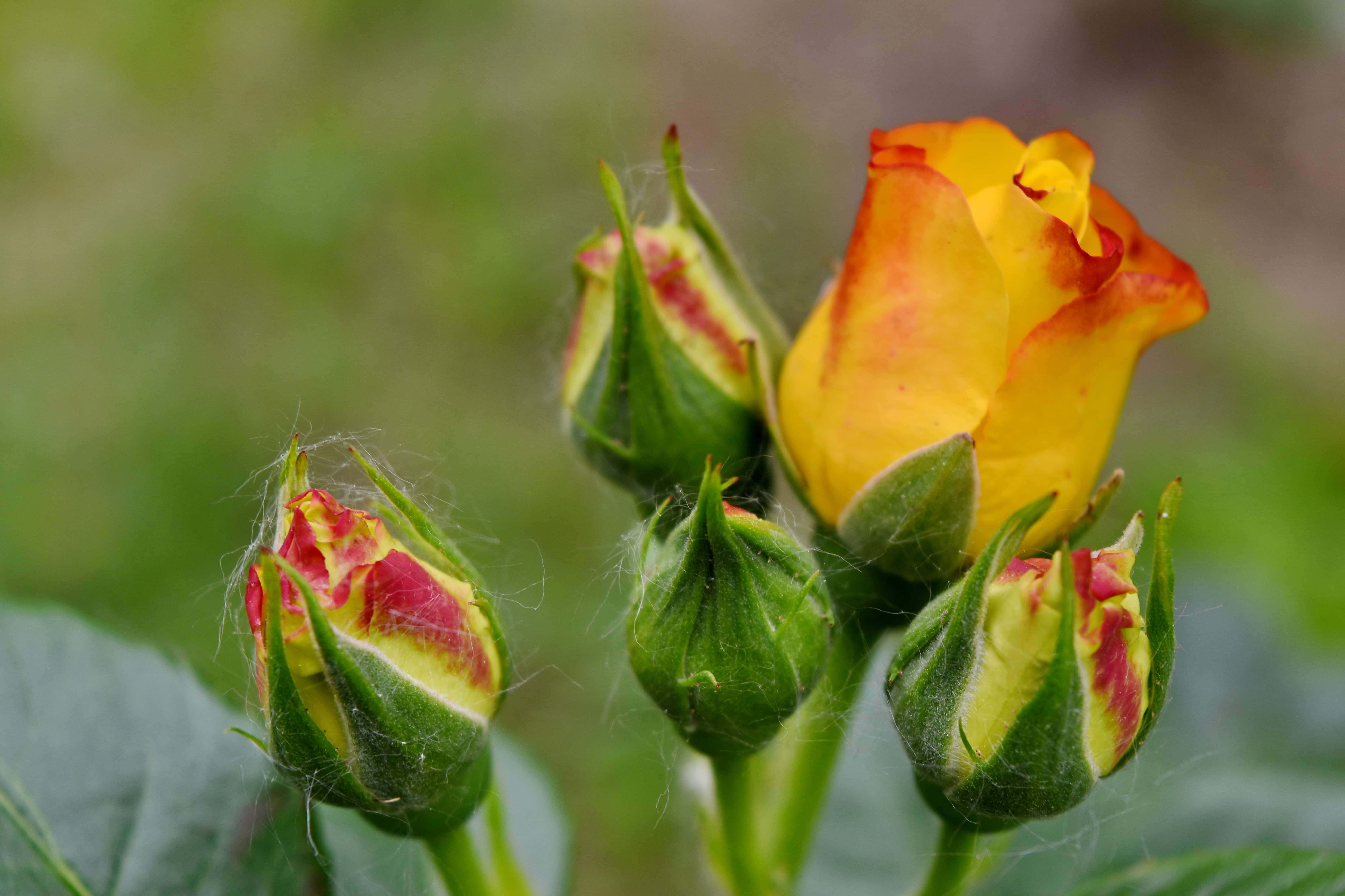 Blooming Flowers, vibrant yellow rose, orange-red edges, 5K Desktop Wallpaper