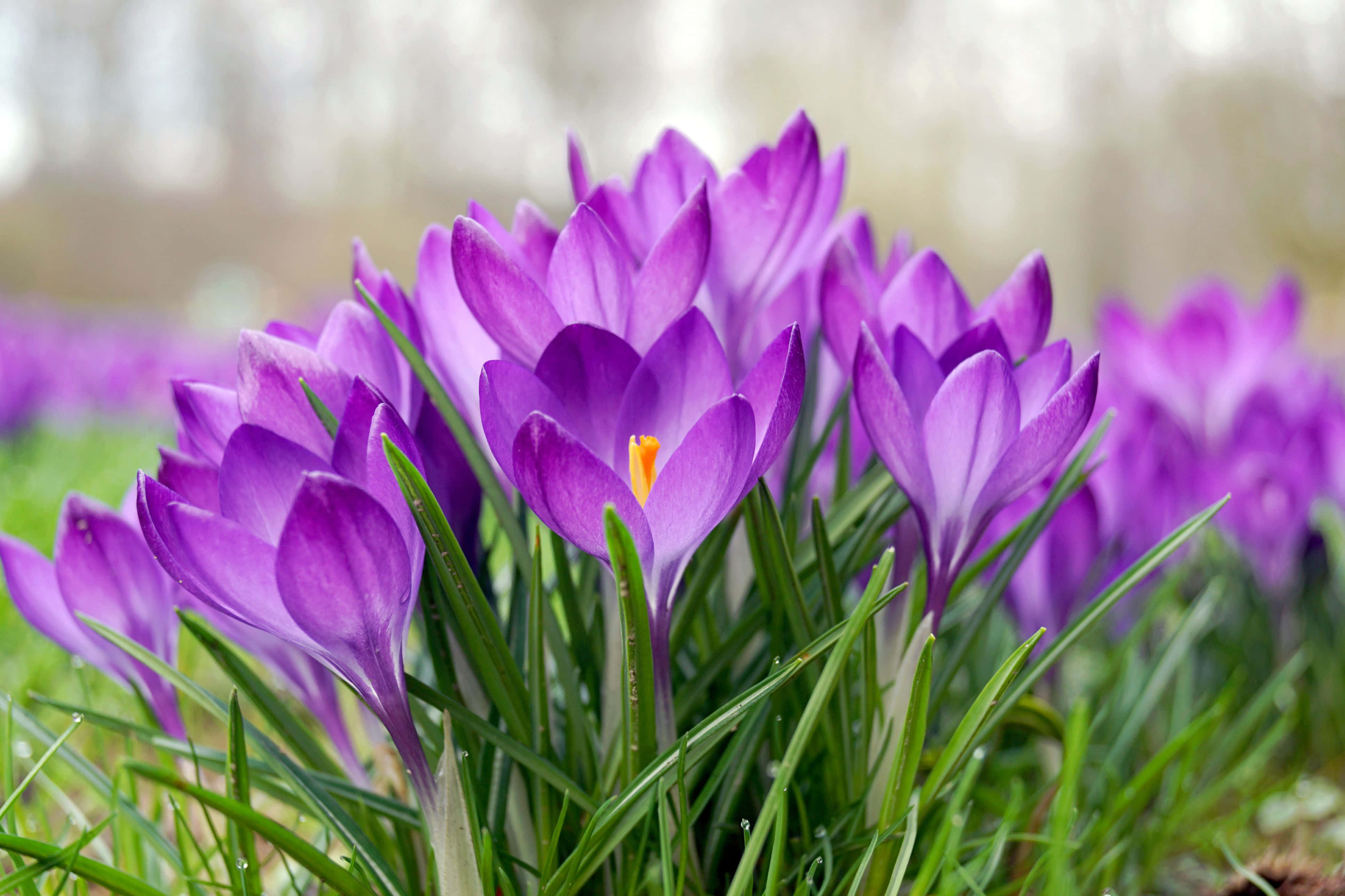 Blooming Flowers, vibrant purple crocus flowers, lush green field, 4K Desktop Wallpaper