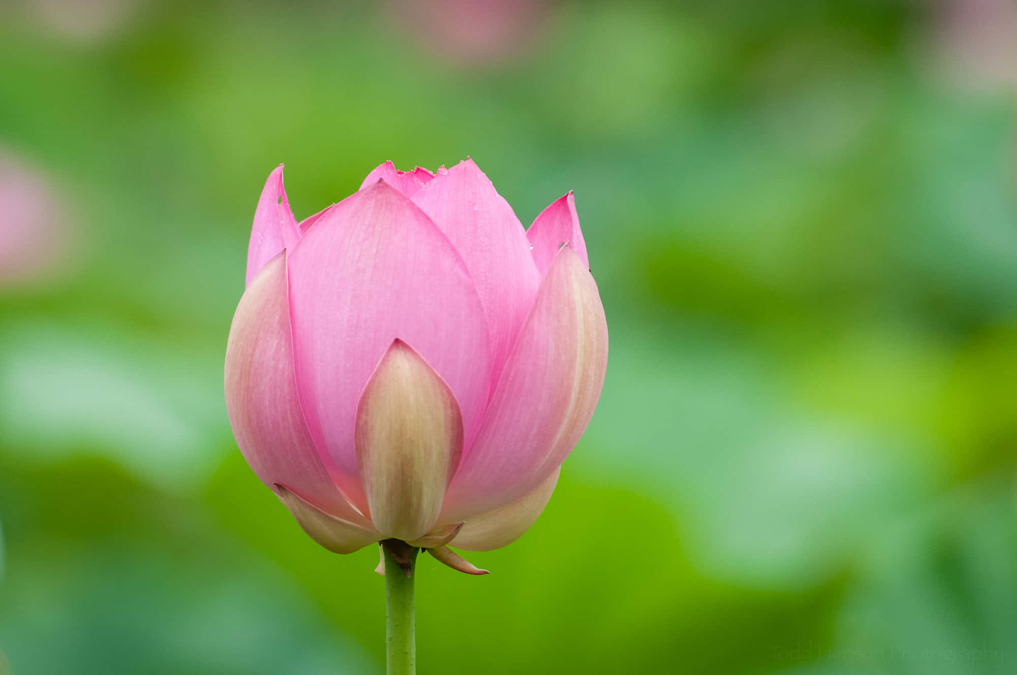 blooming flowers, pink lotus bud, soft green blurred background, Full HD Desktop Wallpaper