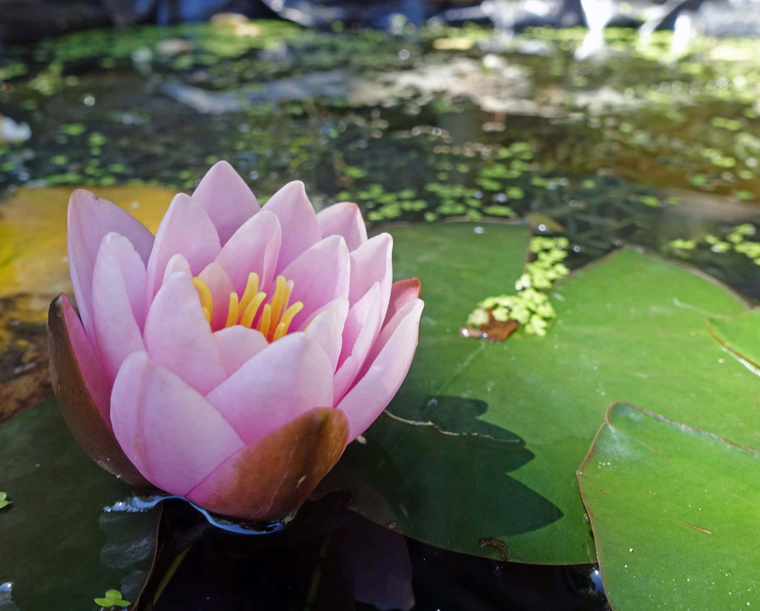 blooming flowers, pink water lily, pond, 2K Desktop Wallpaper