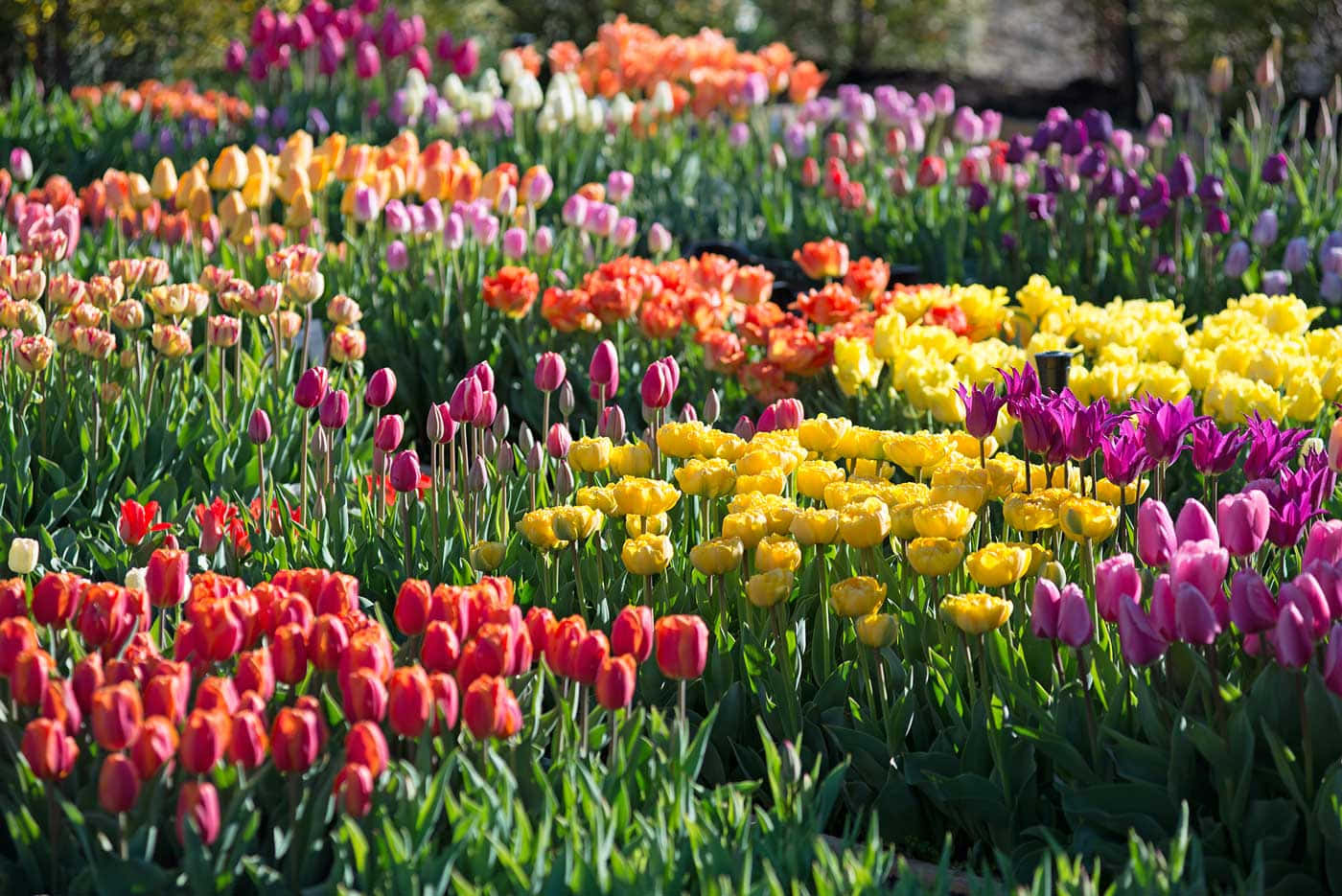 Blooming Flowers, tulips, red orange yellow and purple, HD Desktop Wallpaper