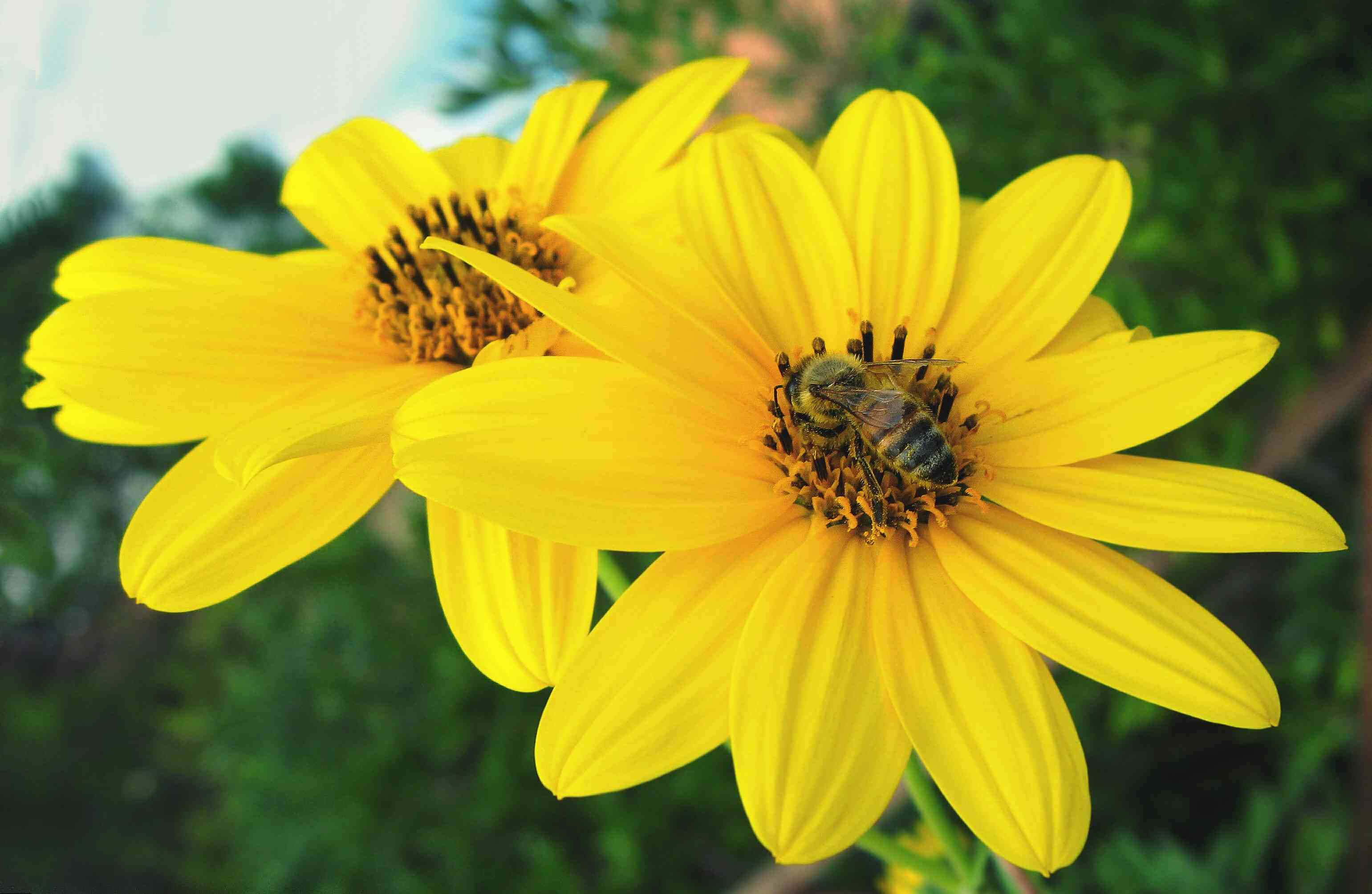 Blooming Flowers, vibrant yellow daisy, lush green foliage, 2K Desktop Wallpaper