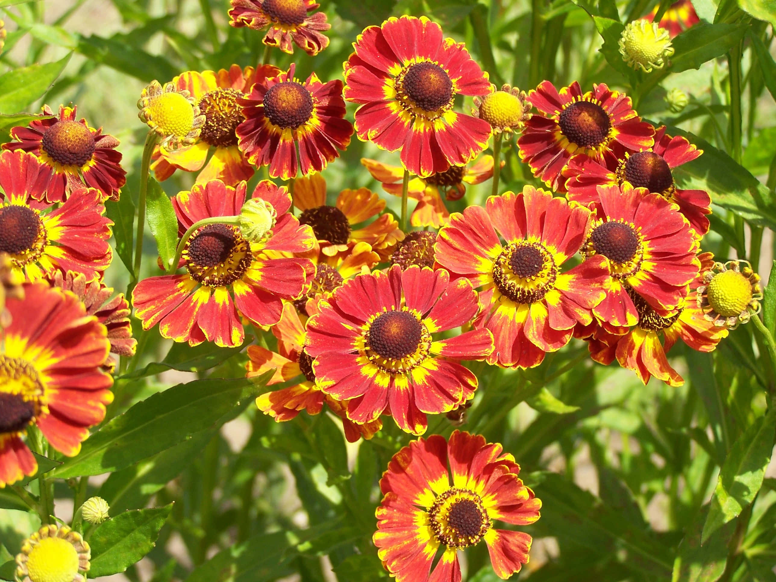 Blooming Flowers, red, yellow, 2K Desktop Wallpaper