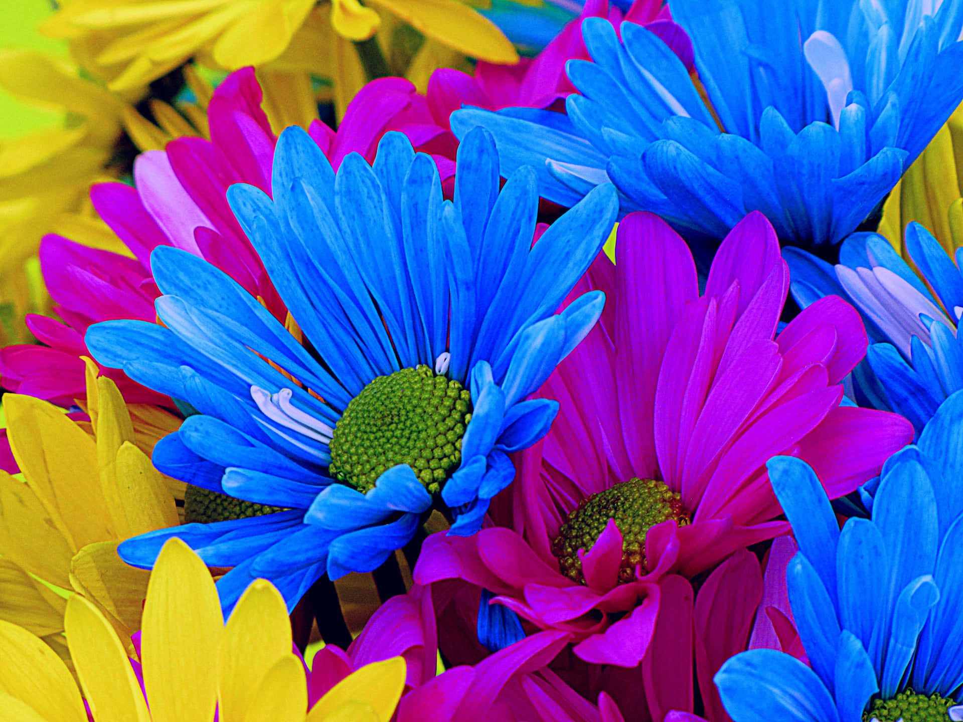 colorful daisies, blue, pink, Full HD Desktop Wallpaper