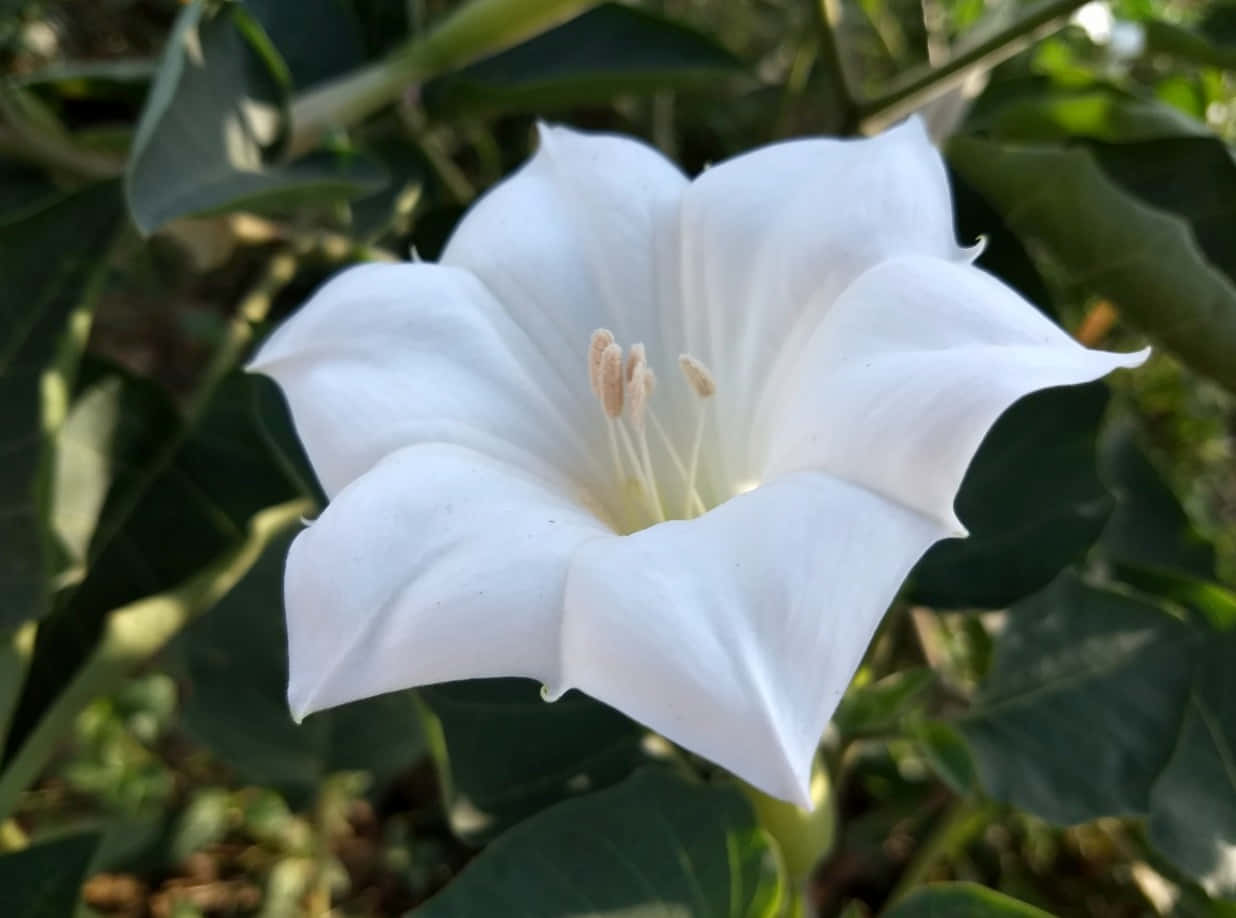 Blooming Flowers, angel trumpet flower, white, SD Desktop Wallpaper
