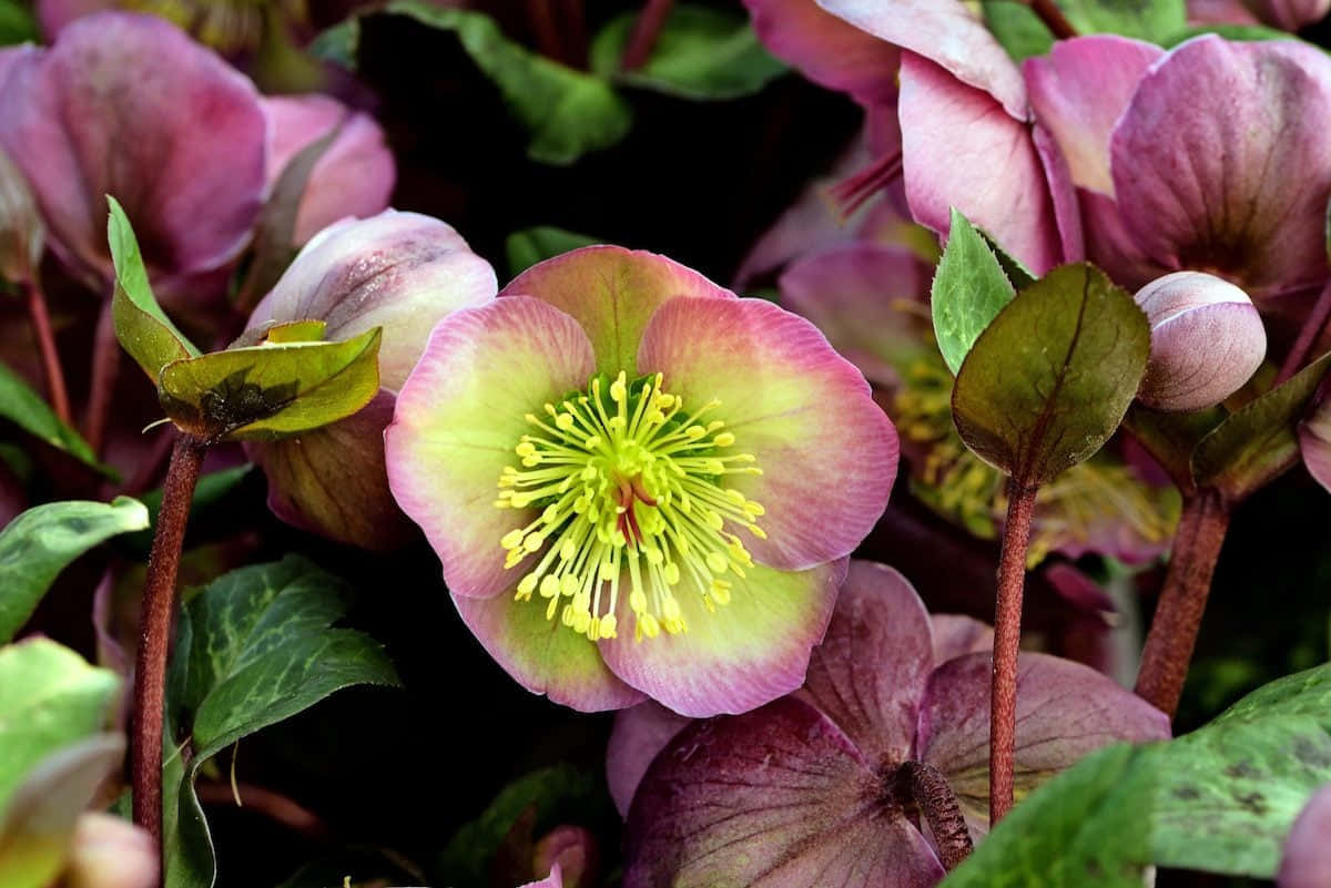 blooming flowers, hellebore flower, vibrant pink, SD Desktop Wallpaper