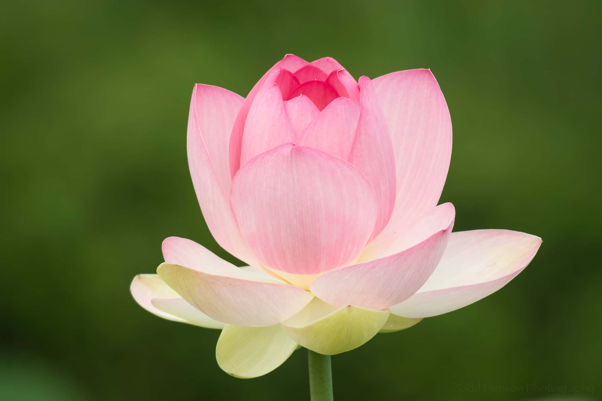blooming flowers, pink lotus flower, vibrant colors, Full HD Desktop Wallpaper