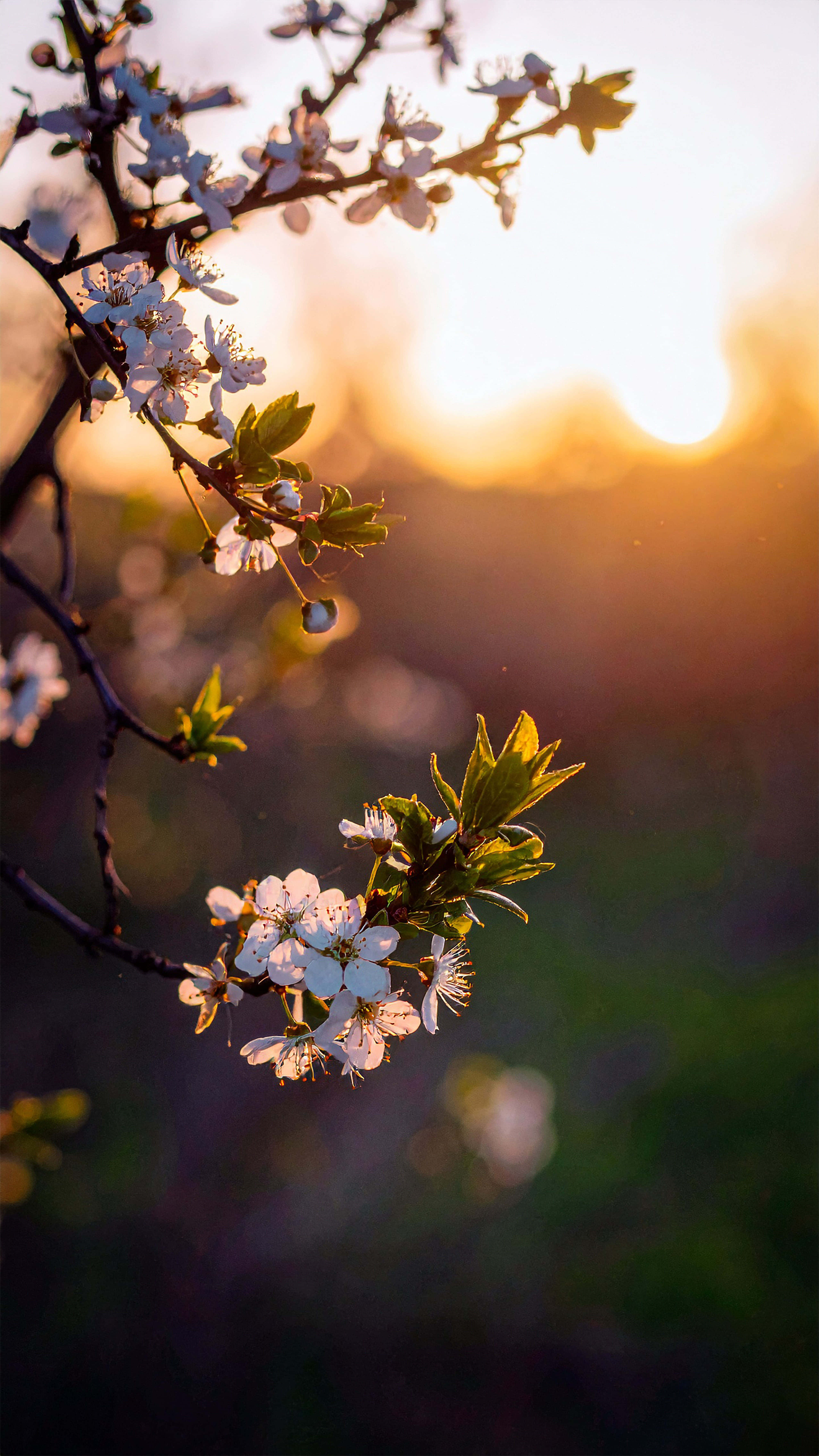 white plum tree, white blossoms, tree branch, 5K Phone Wallpaper