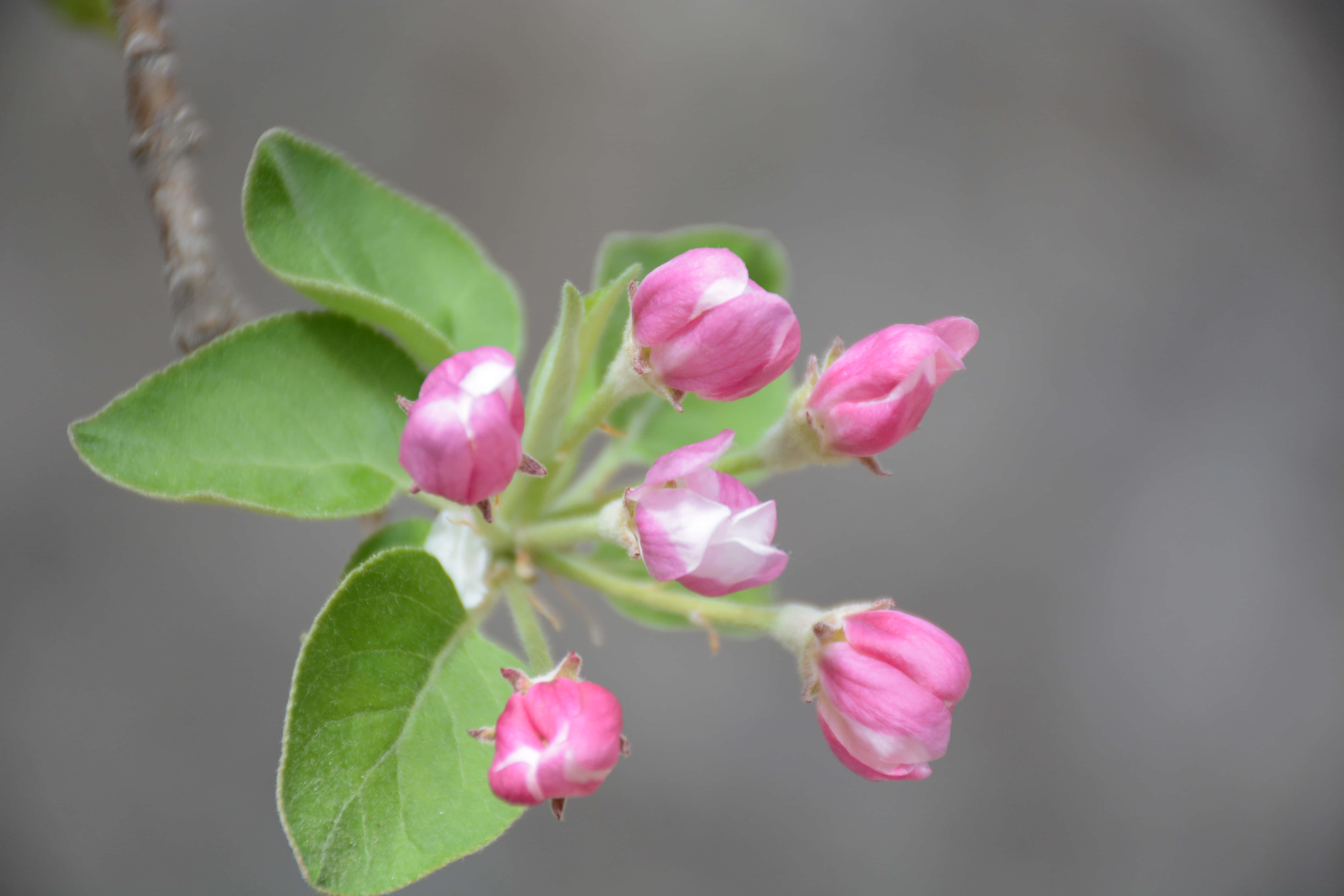 pink apple blossoms, white centers, fuzzy green leaves, 5K Desktop Wallpaper