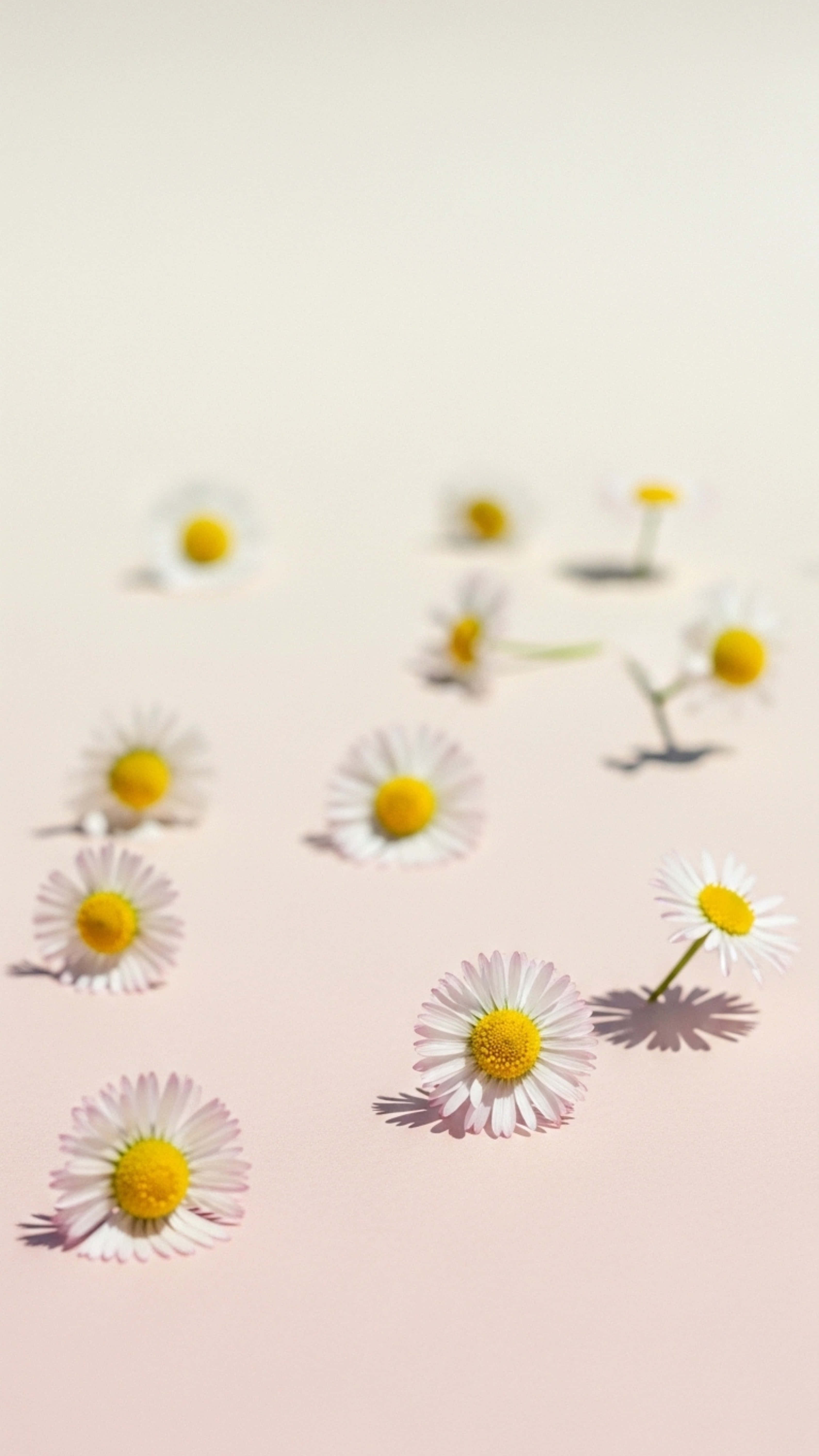 daisies, yellow centers, white petals, 5K Phone Wallpaper