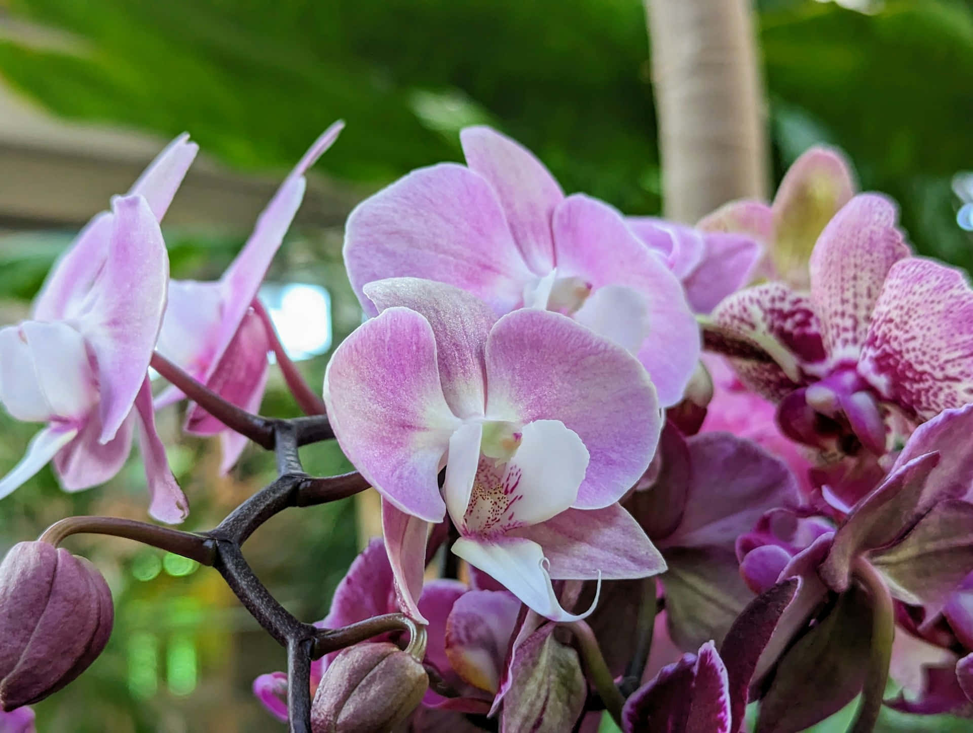 vibrant pink and white orchids, speckled petals, dark stems, Full HD Desktop Wallpaper