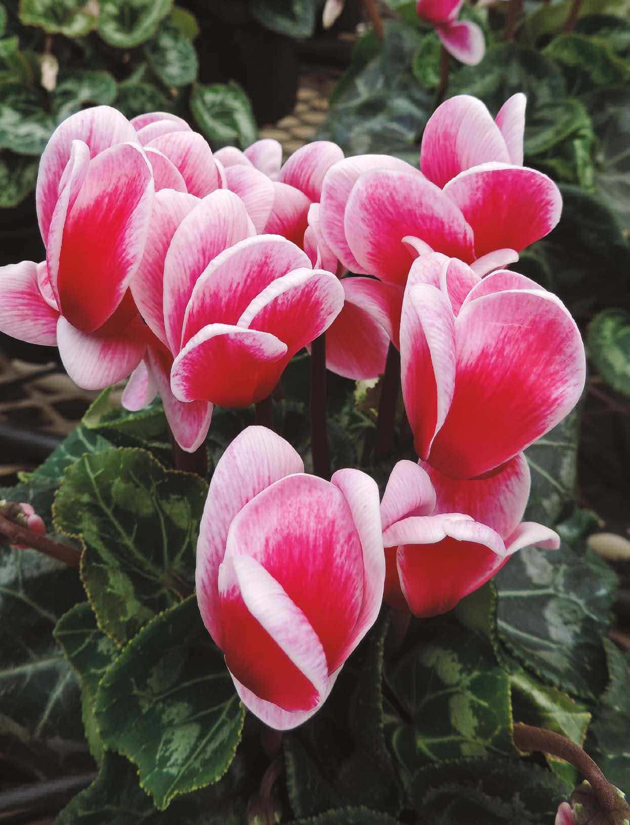 Blooming Flowers, pink cyclamen flowers, white edges, HD Phone Wallpaper