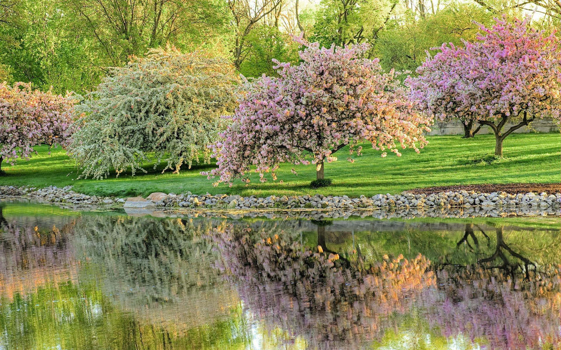 Blooming Trees, cherry trees, pink and white blossoms, Full HD Desktop Wallpaper