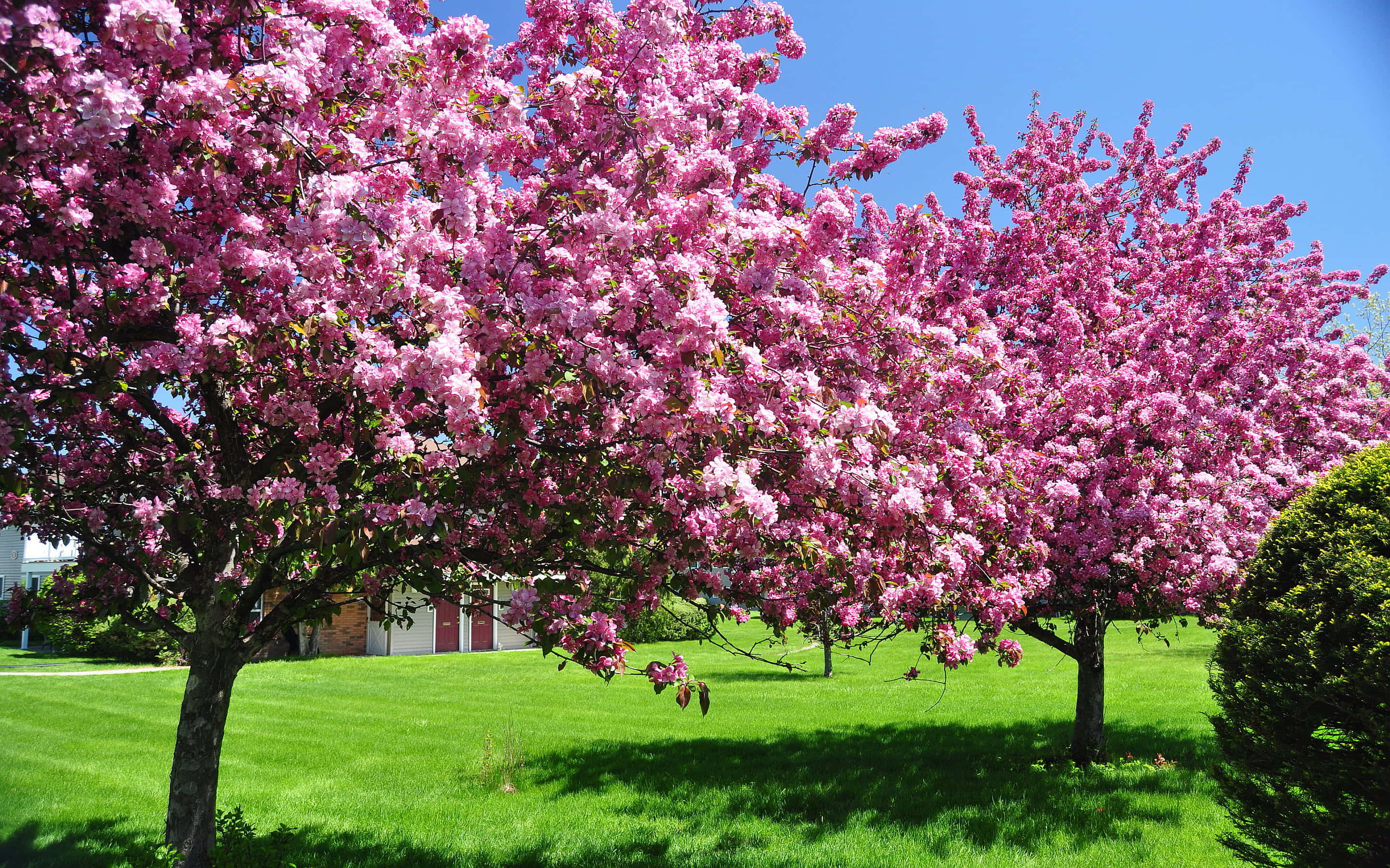 Blooming Trees, pink flowering trees, clear blue sky, 2K Desktop Wallpaper