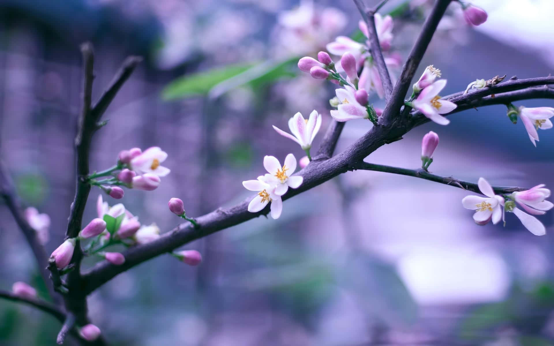 Blooming Trees, pink and white blossoms, dark branches, Full HD Desktop Wallpaper