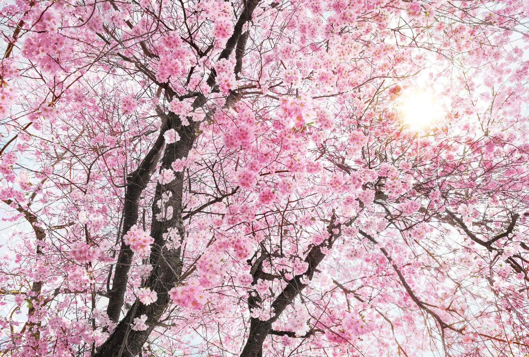Blooming Trees, pink cherry blossoms, warm sunlight, Full HD Desktop Wallpaper