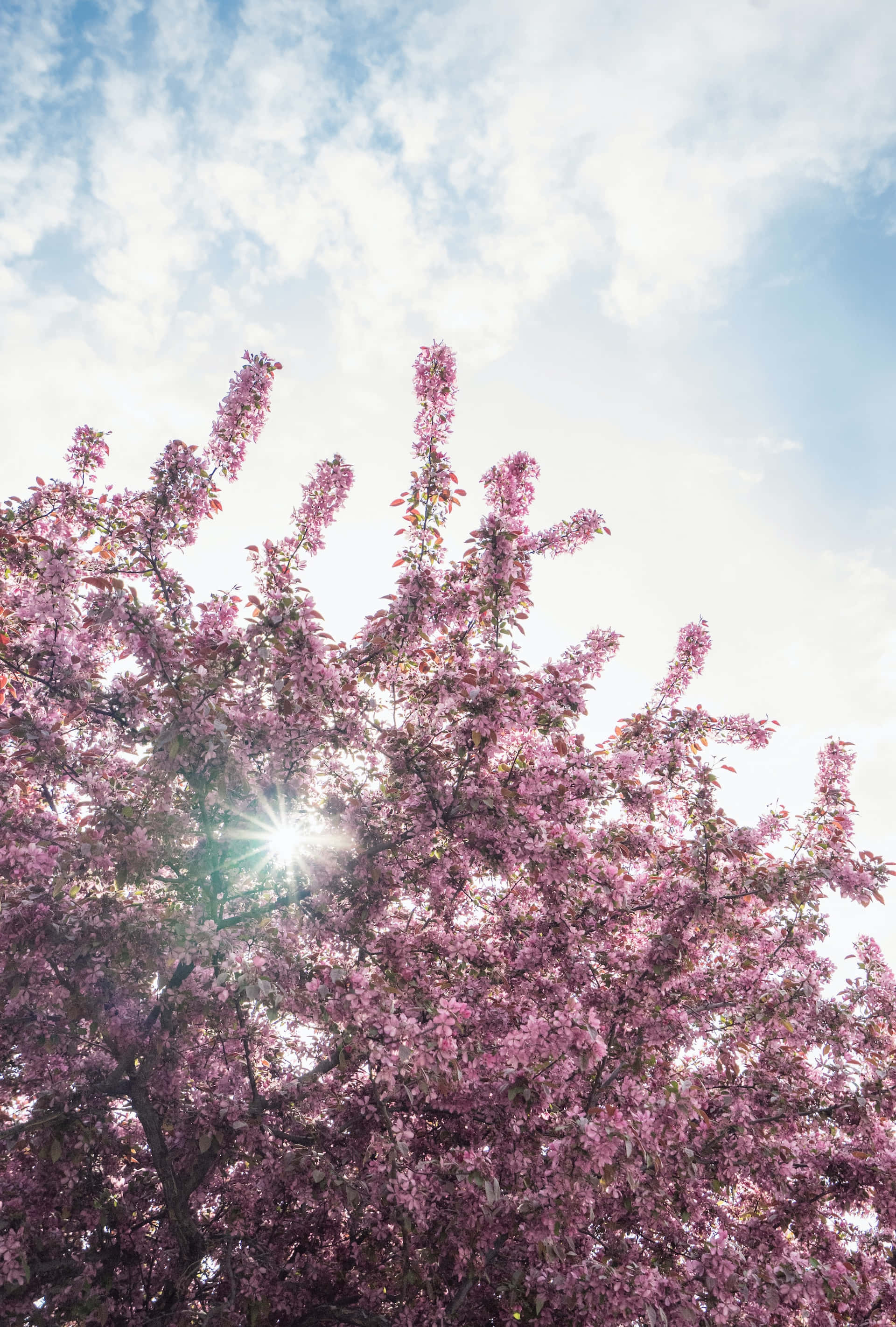 Blooming Trees, pink cherry tree, bright blue sky, 2K Phone Wallpaper