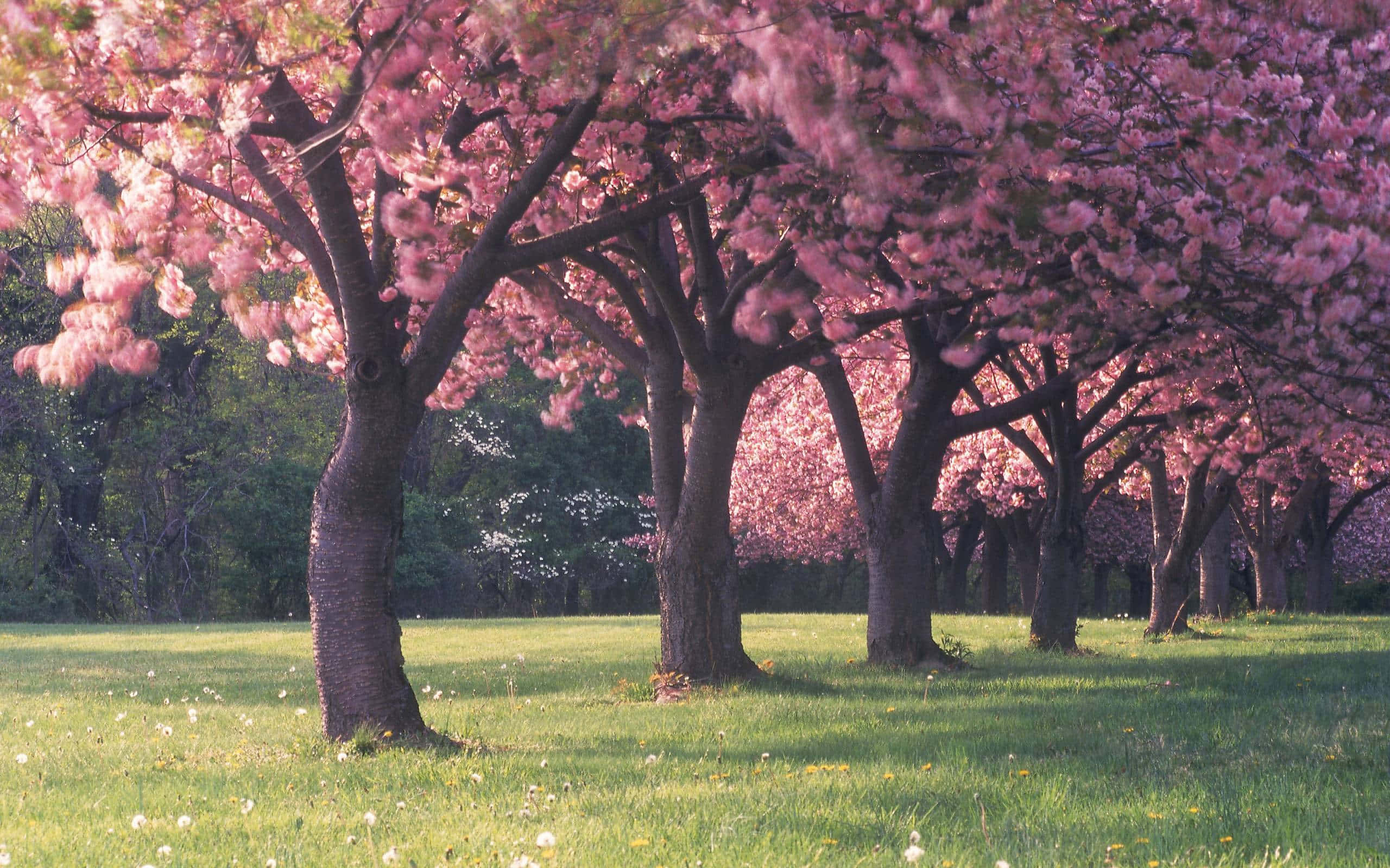 Blooming Trees, cherry blossom trees, pink bloom, 2K Desktop Wallpaper