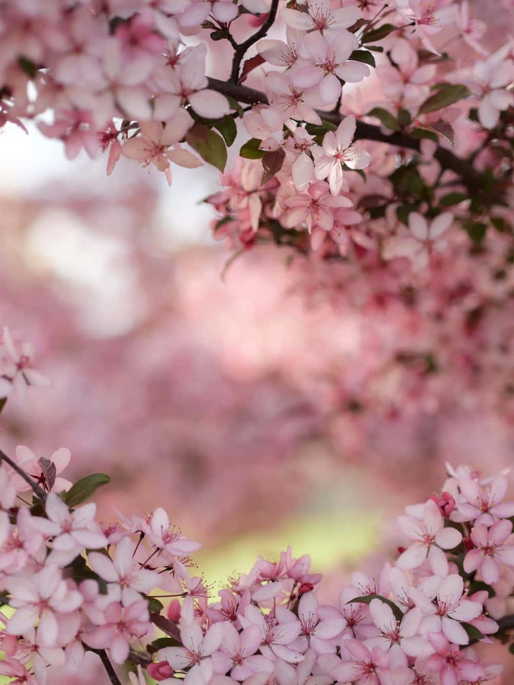Blooming Trees, cherry blossoms, pastel background, HD Phone Wallpaper