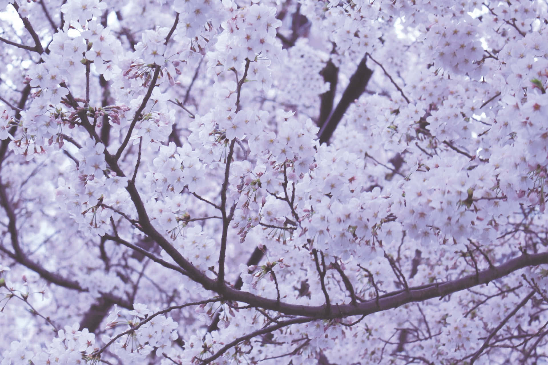 Blooming Trees, white cherry blossoms, dark branches, Full HD Desktop Wallpaper
