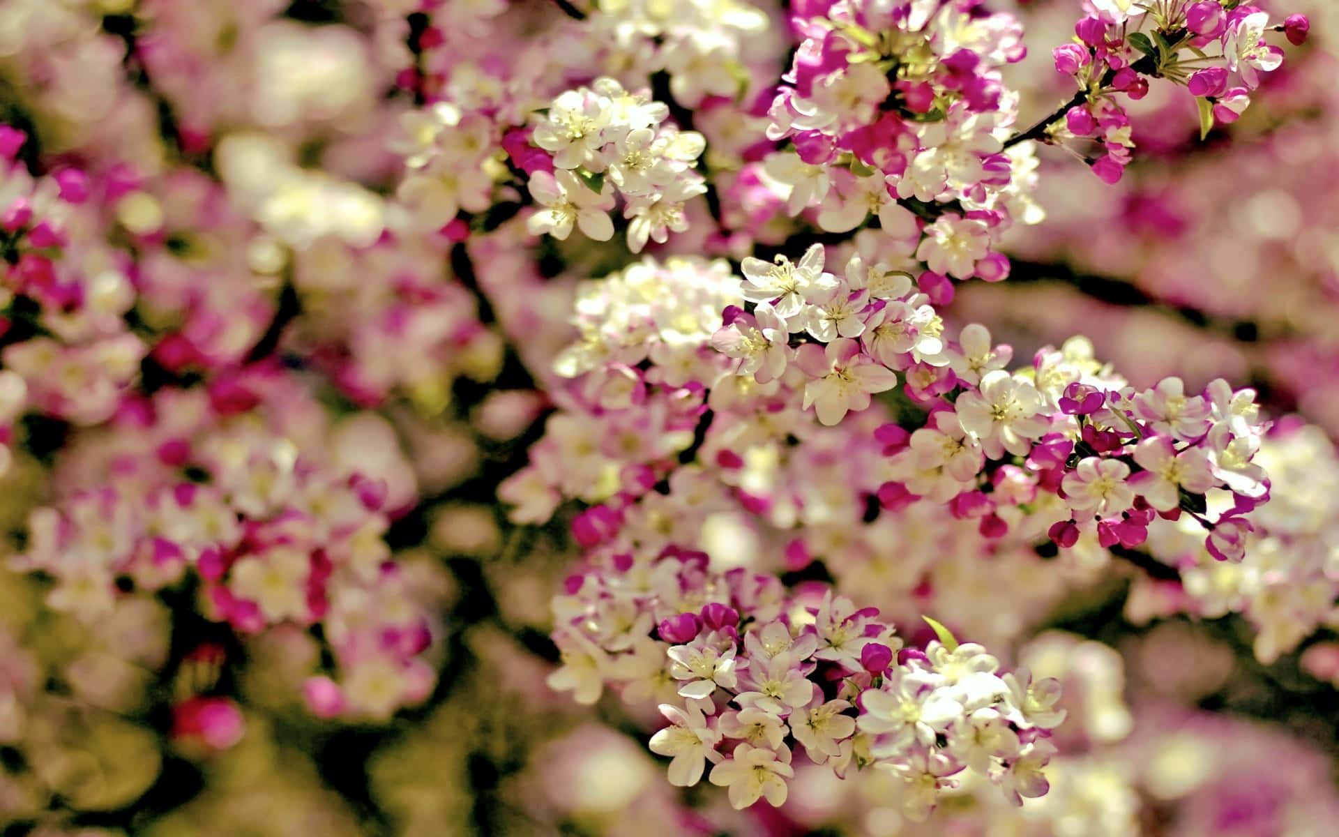 Blooming Trees, pink and white blossoms, tree branches, Full HD Desktop Wallpaper