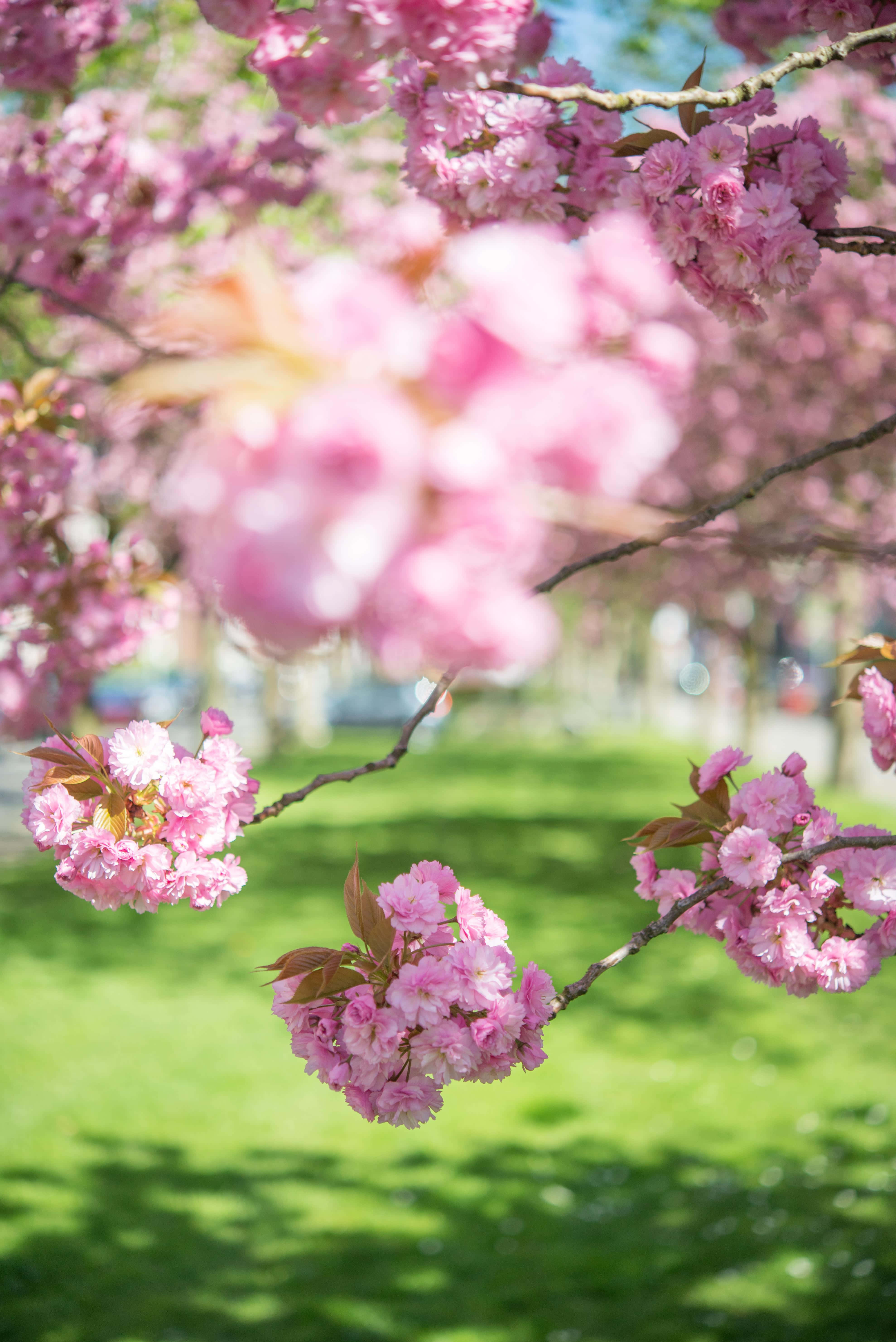 Blooming Trees, pink cherry blossoms, sunlit green lawn, 5K Phone Wallpaper