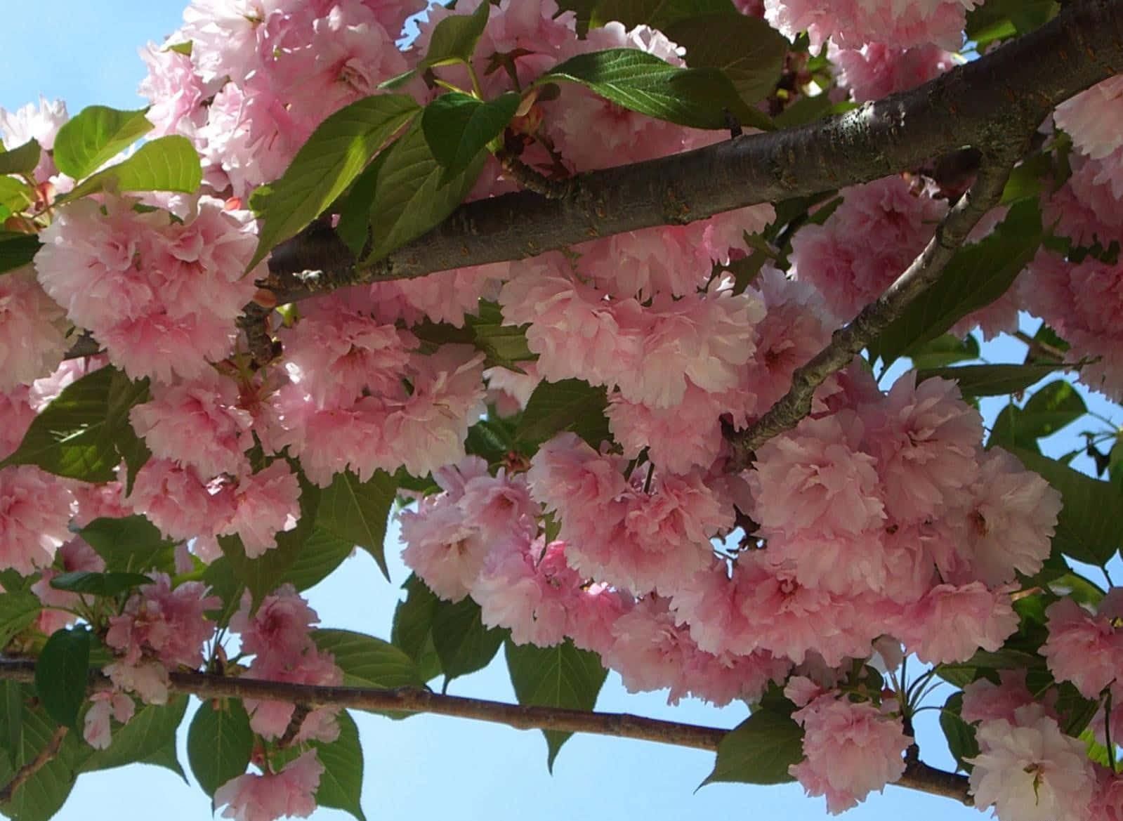 Blooming Trees, pink cherry blossoms, clear blue sky, HD Desktop Wallpaper