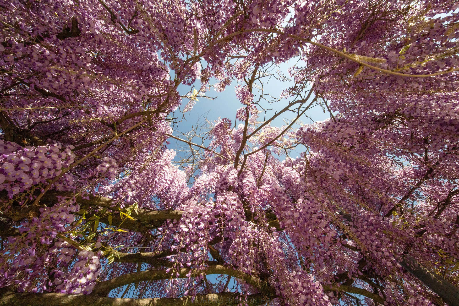 Blooming Trees, purple wisteria blooms, clear blue sky, Full HD Desktop Wallpaper