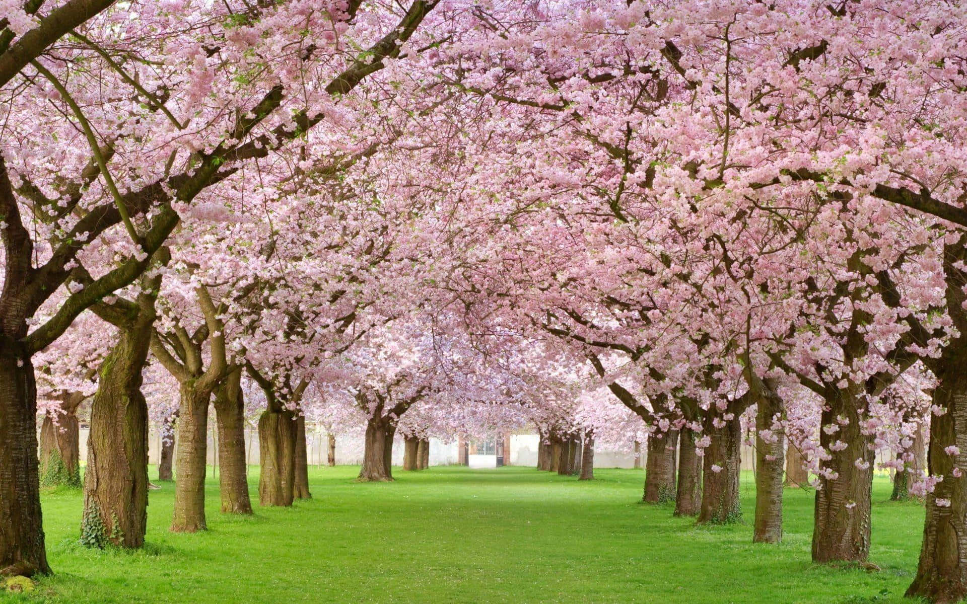 blooming trees, cherry trees, pink canopy, Full HD Desktop Wallpaper